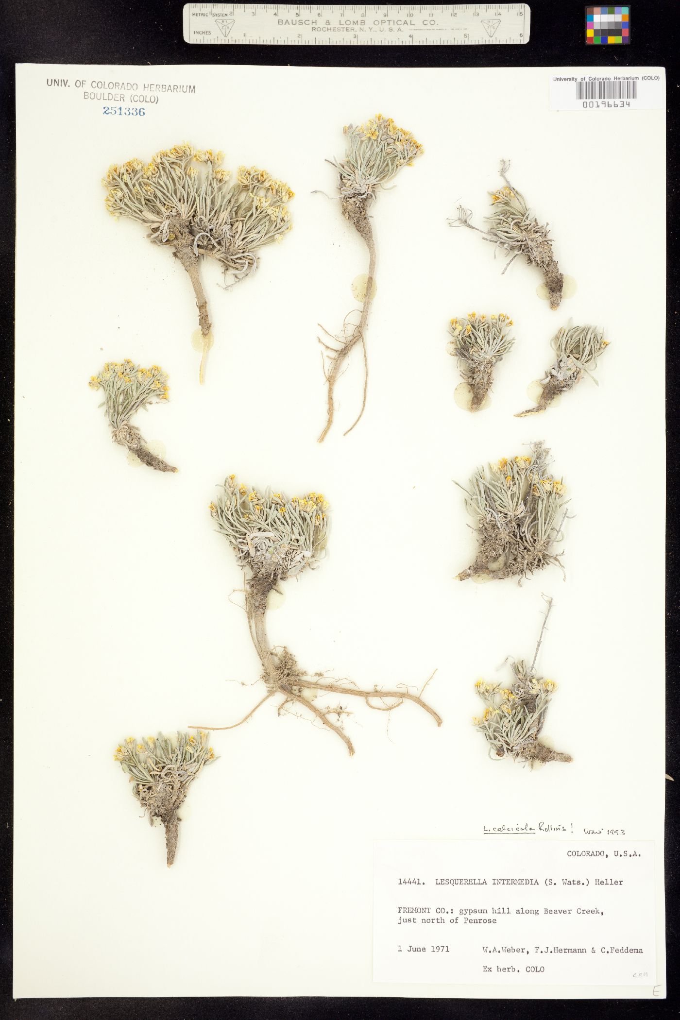 Physaria calcicola image