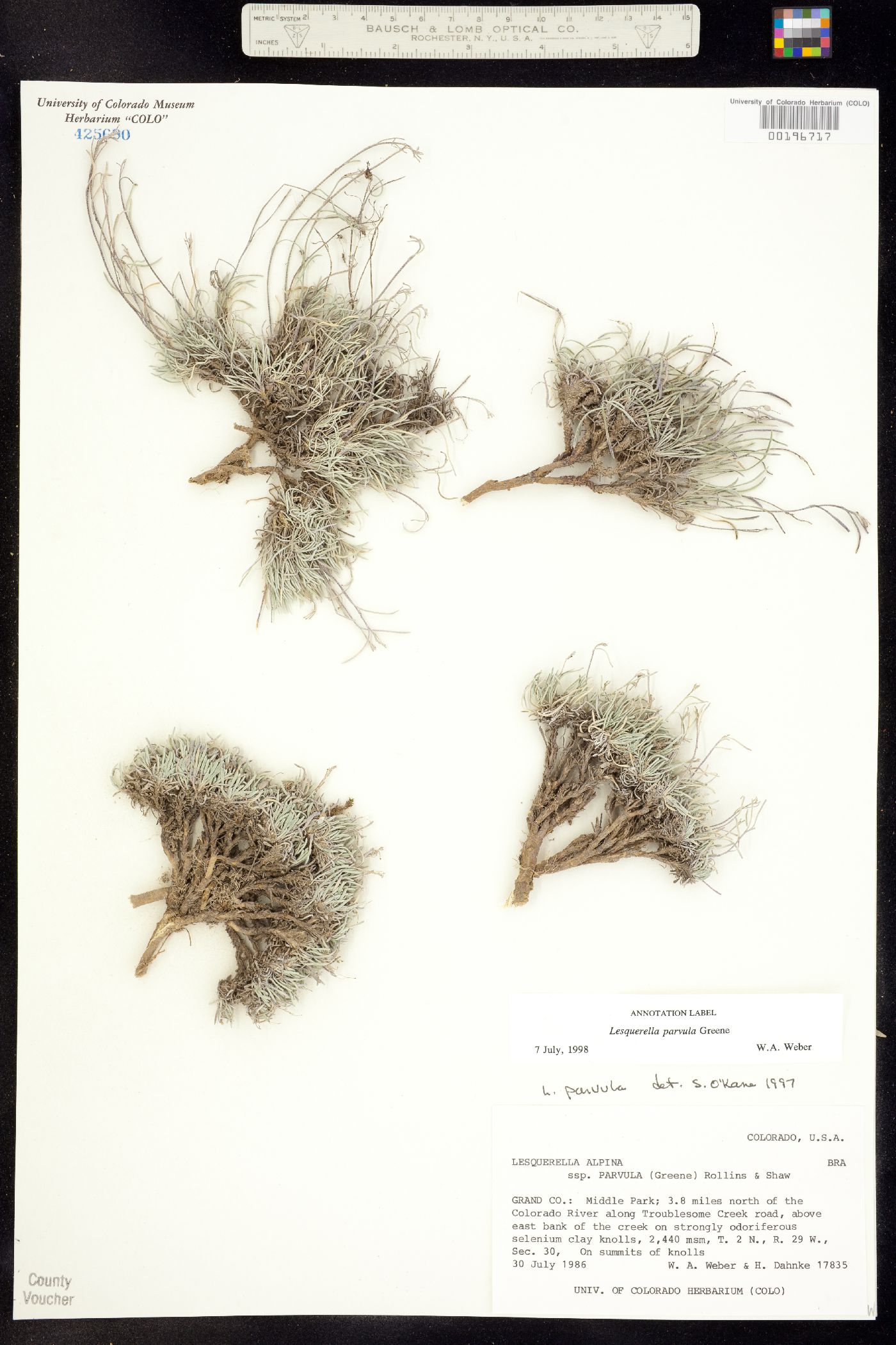 Physaria parvula image