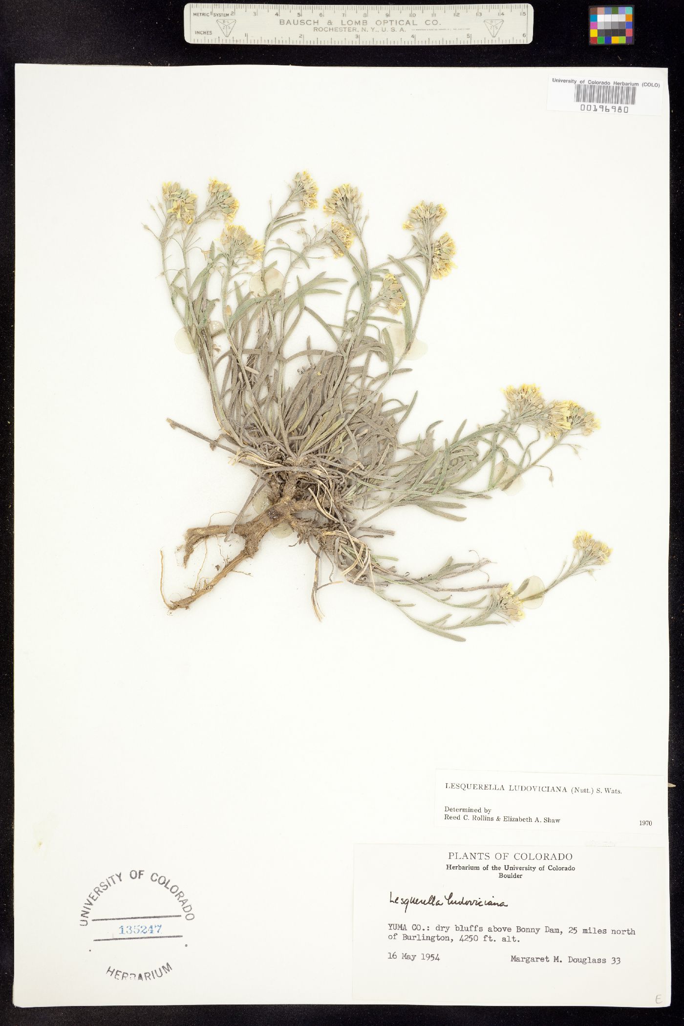 Physaria ludoviciana image