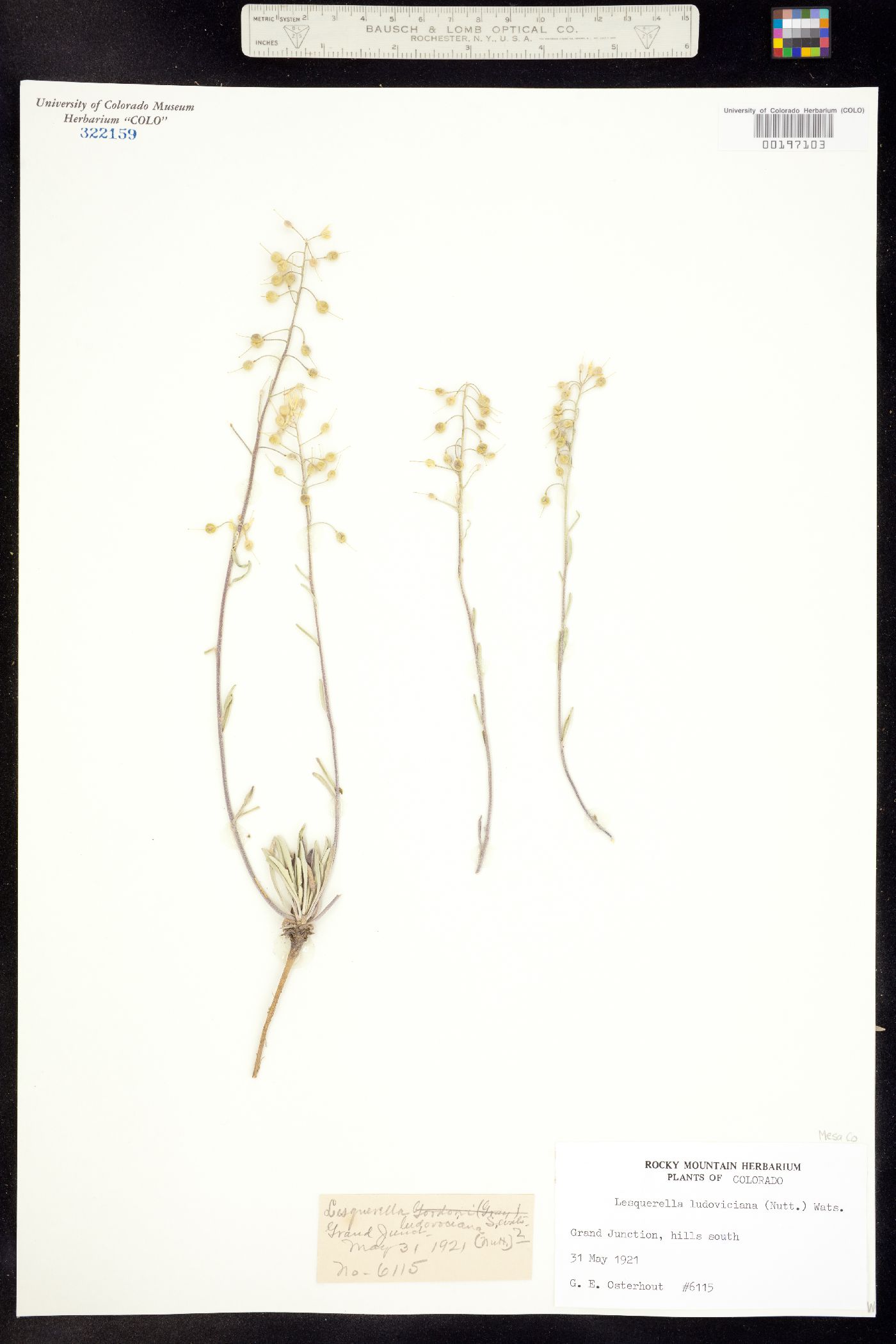 Physaria ludoviciana image
