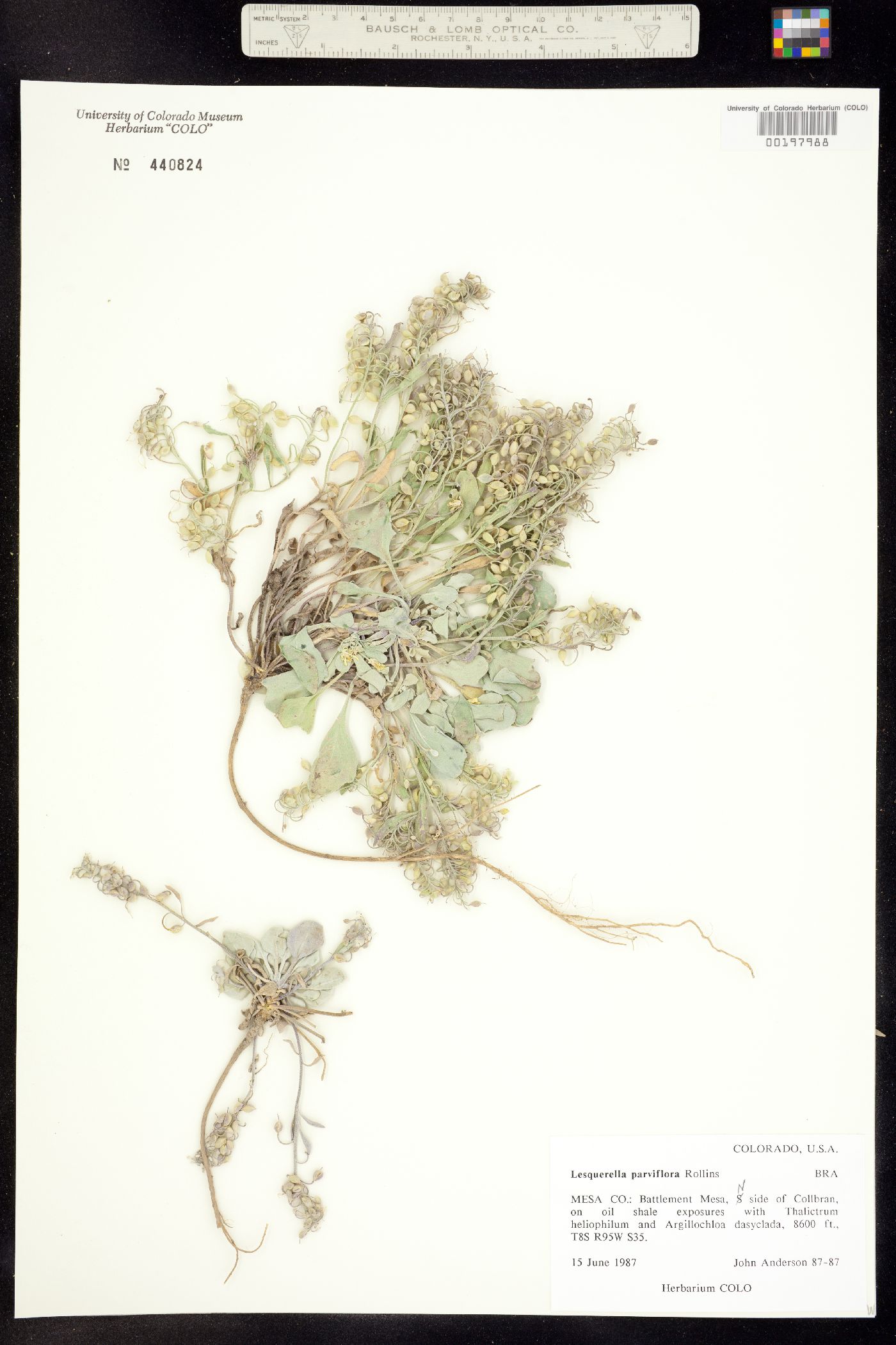 Physaria parviflora image