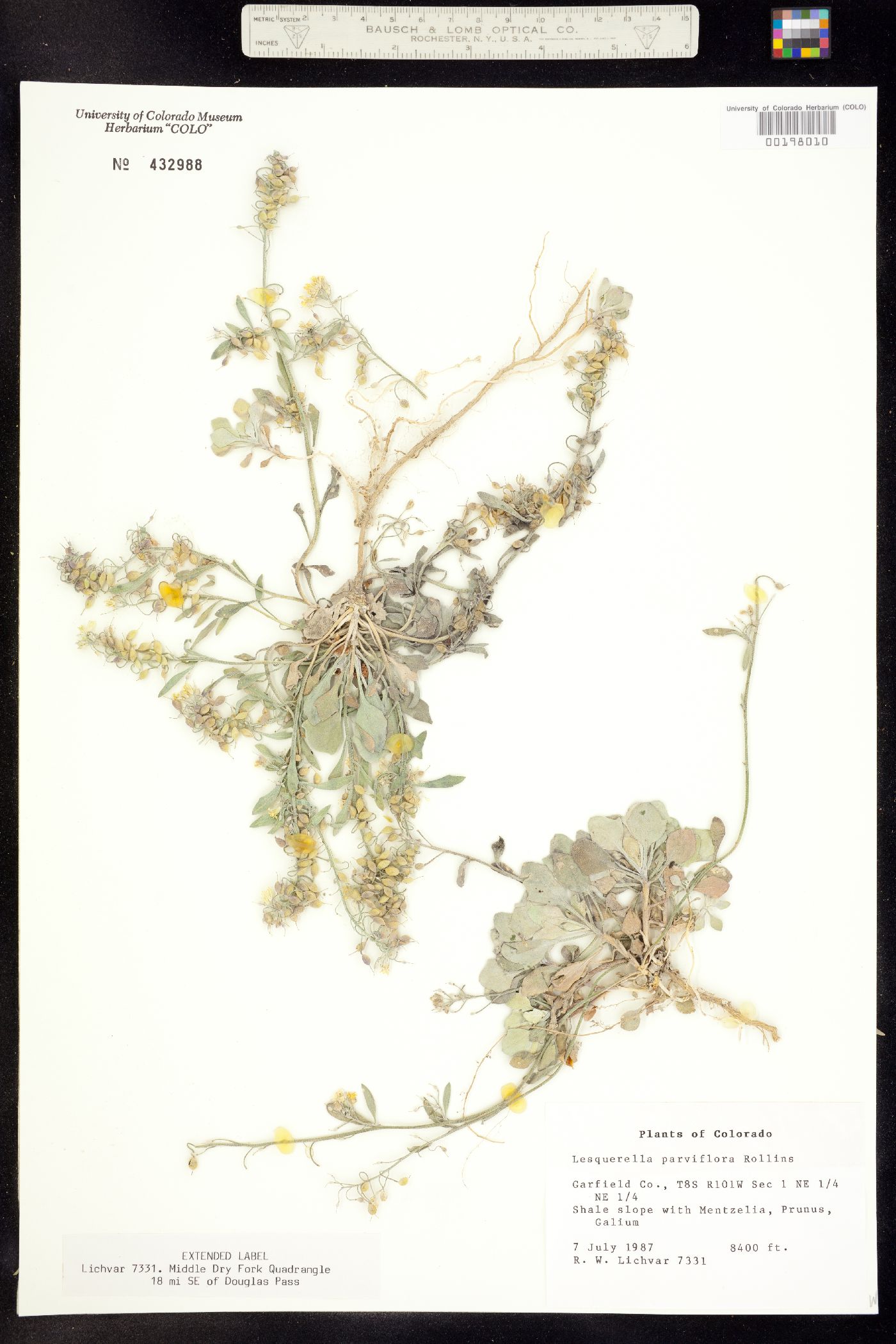 Physaria parviflora image