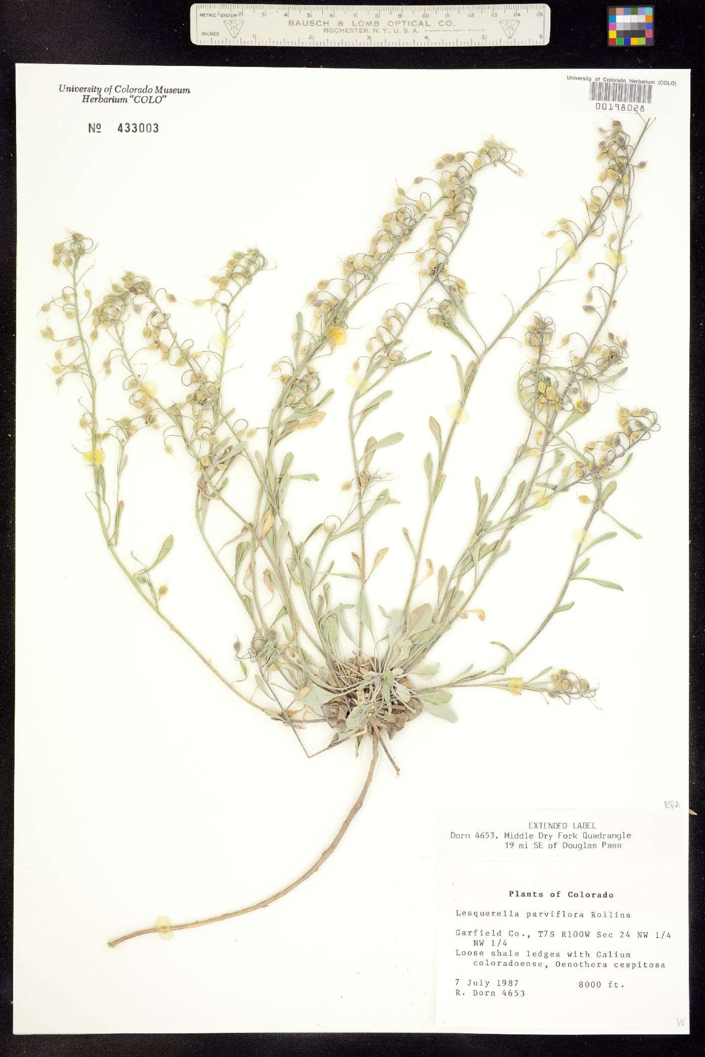Physaria parviflora image