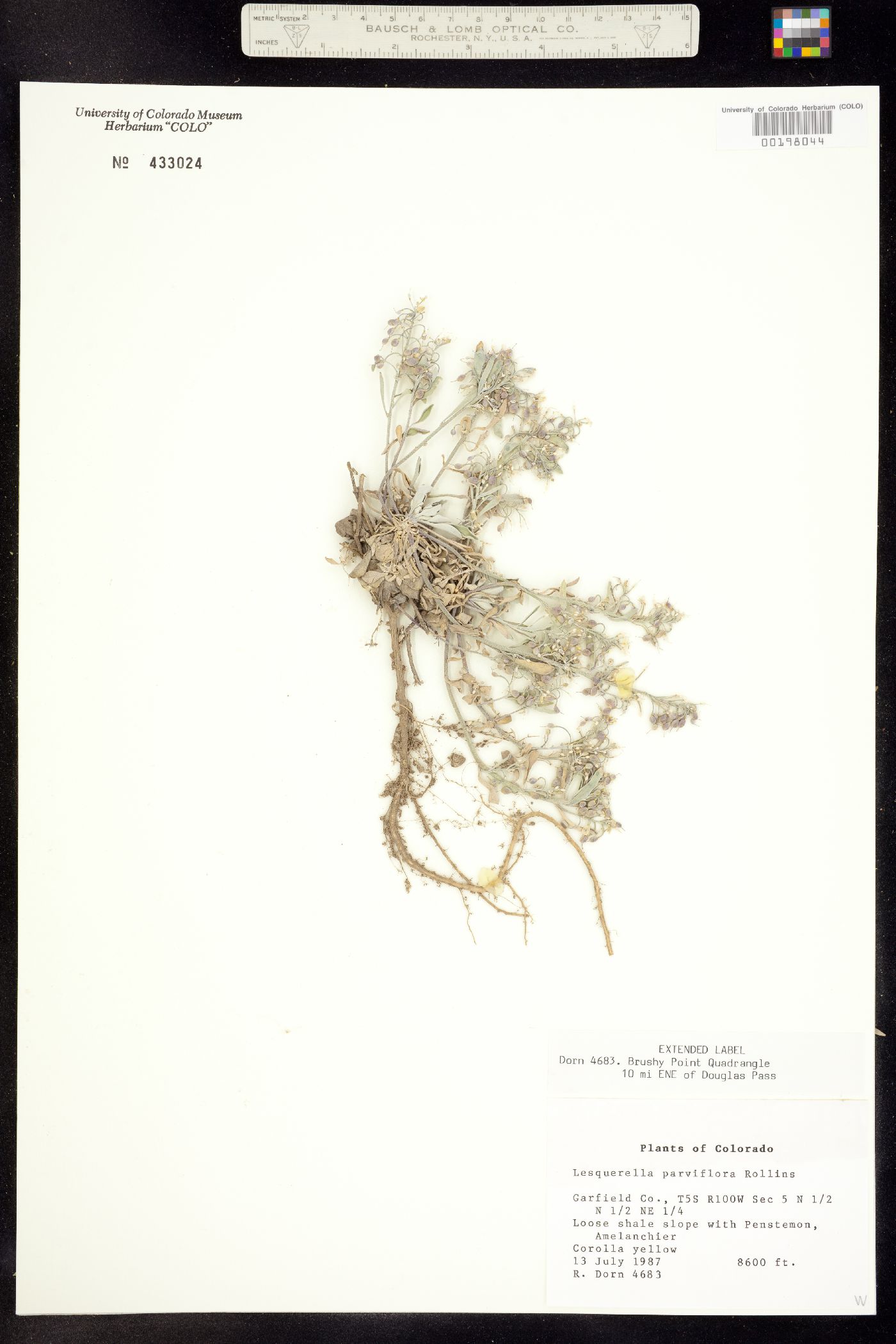 Physaria parviflora image
