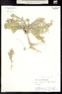 Physaria parviflora image