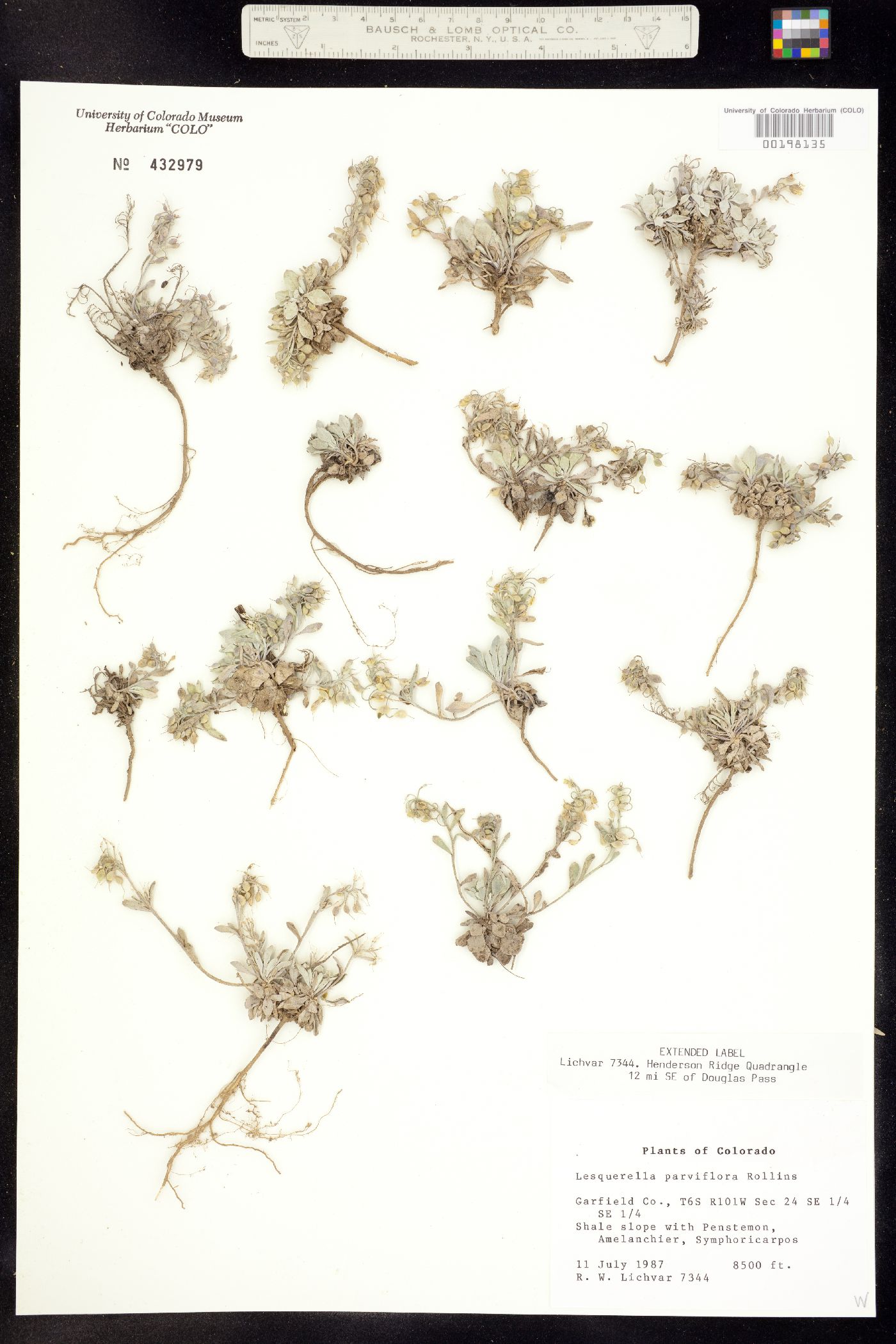 Physaria parviflora image