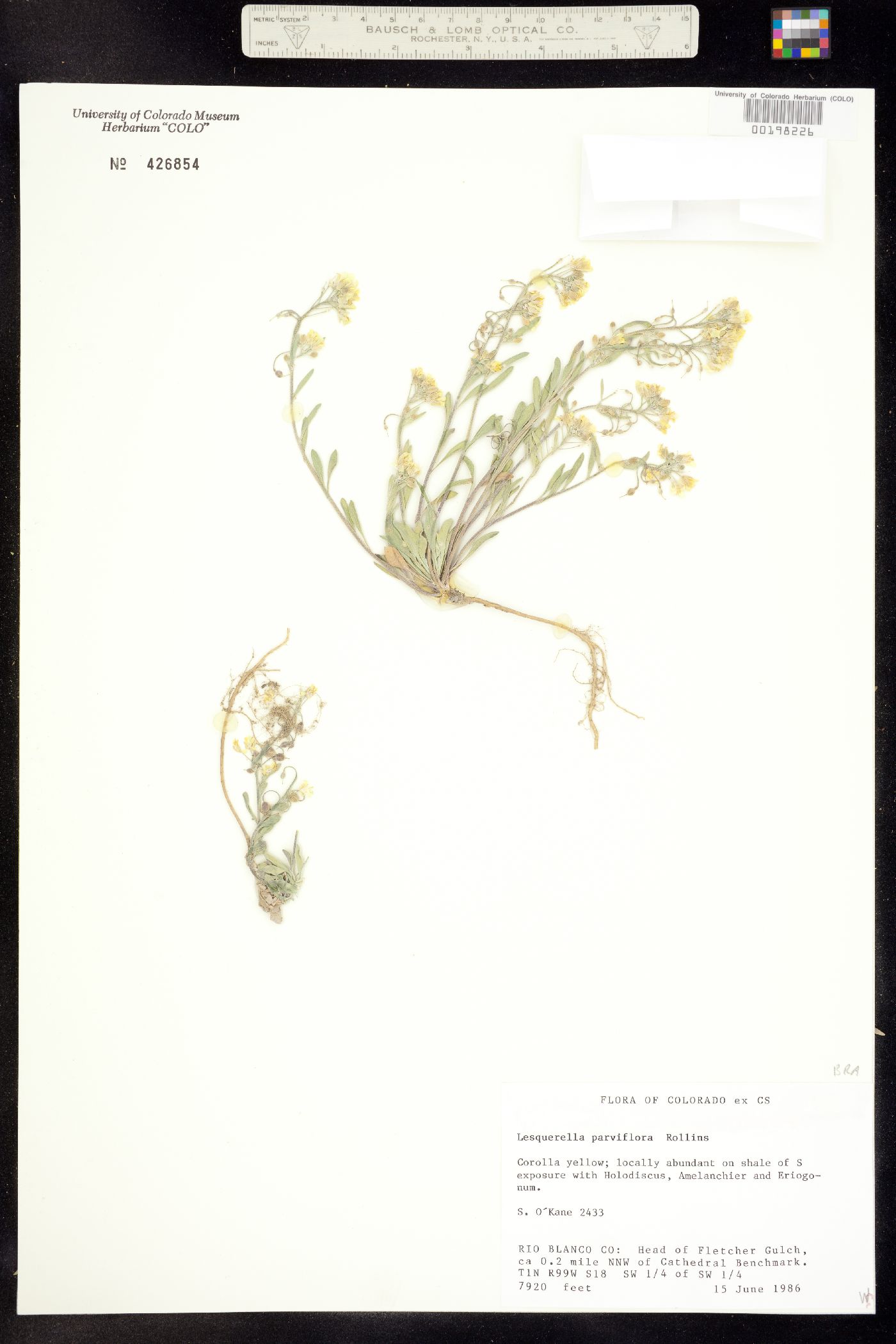 Physaria parviflora image
