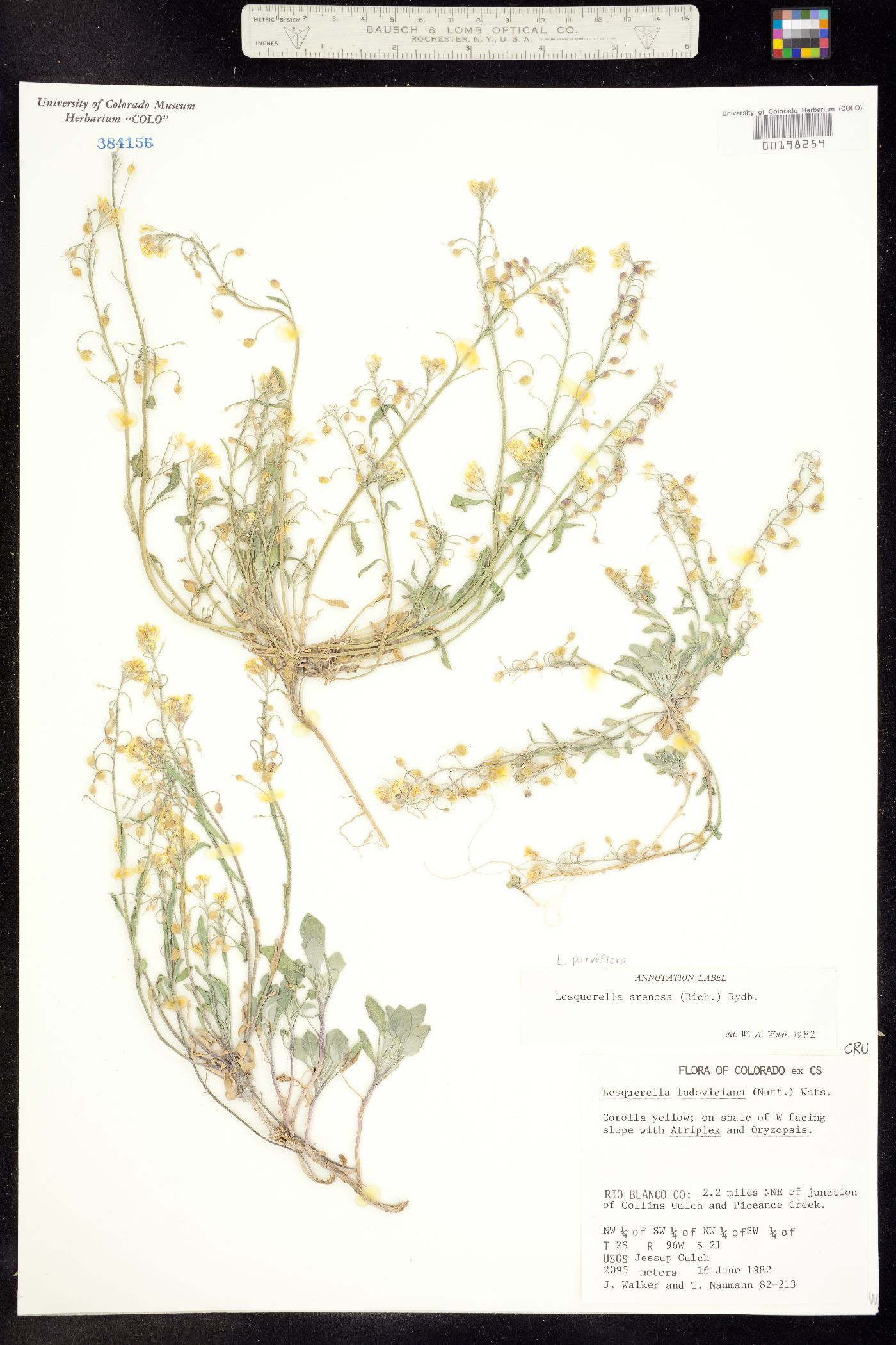 Physaria parviflora image