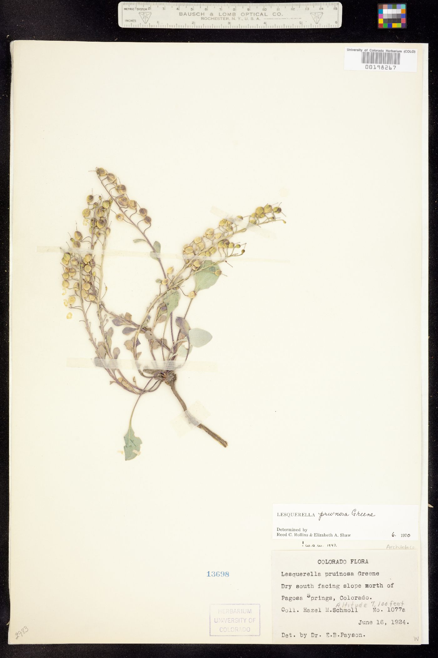 Physaria pruinosa image
