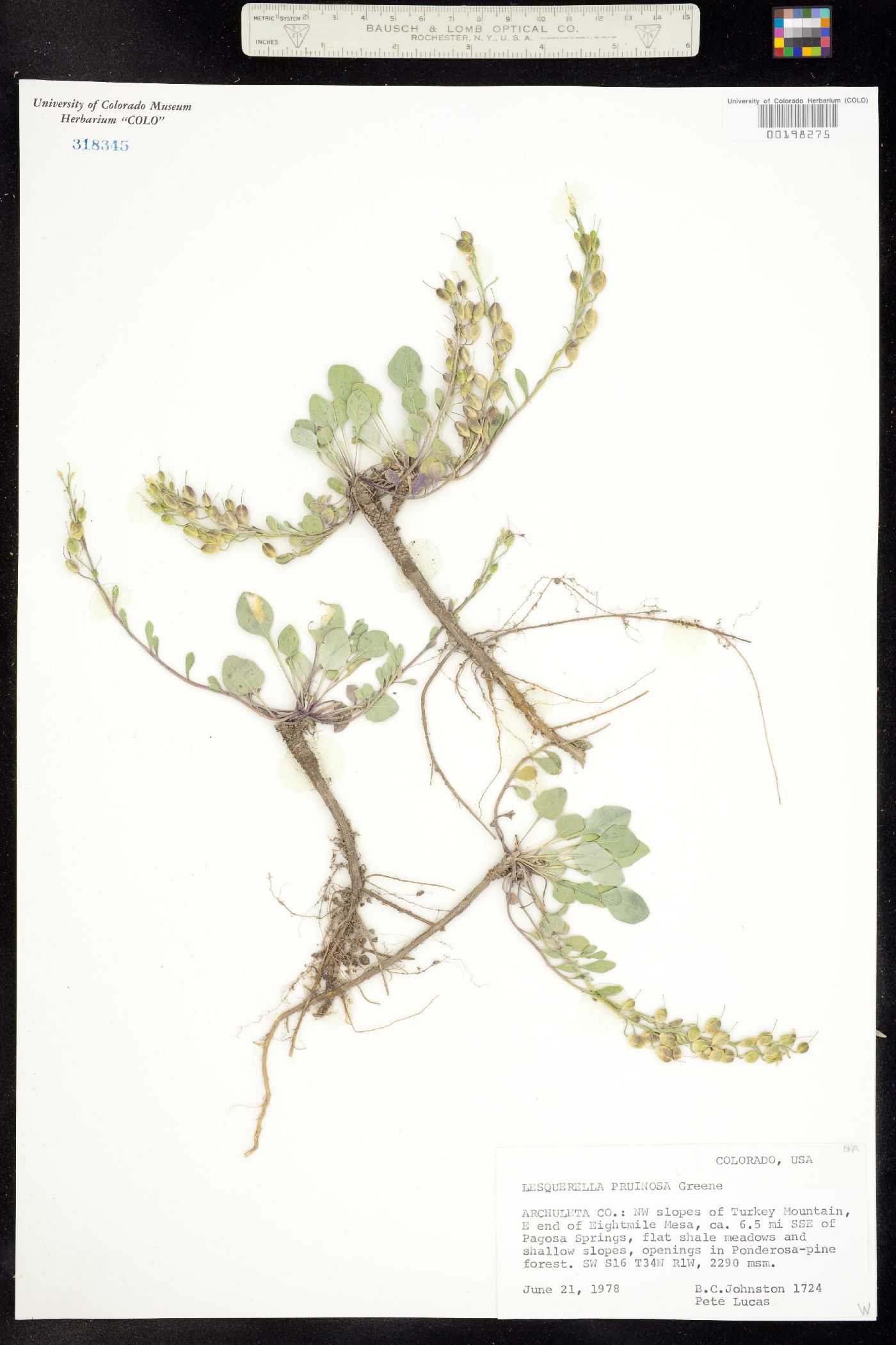 Physaria pruinosa image