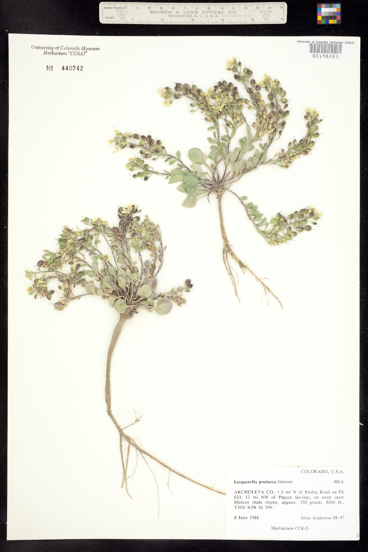 Physaria pruinosa image