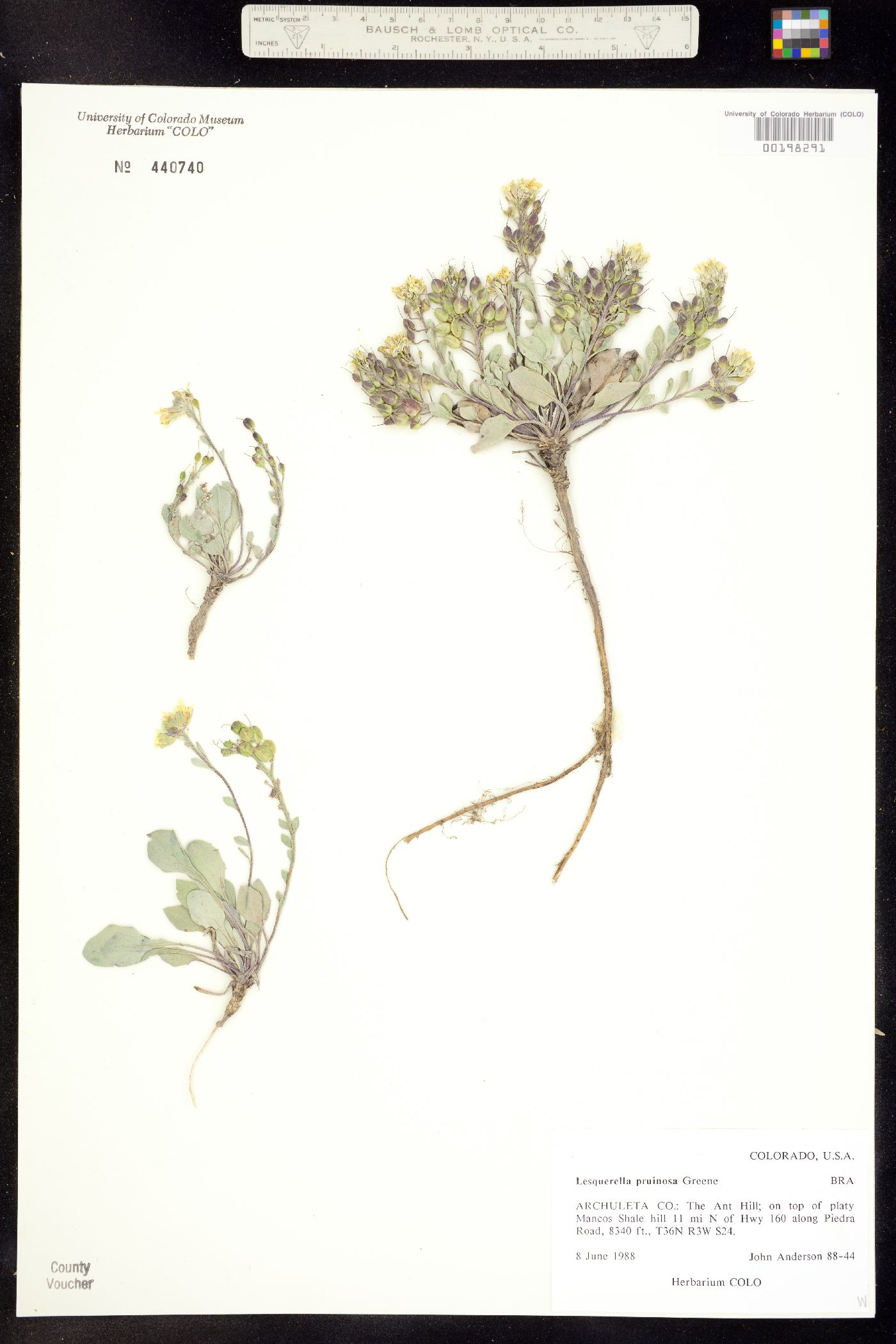 Physaria pruinosa image