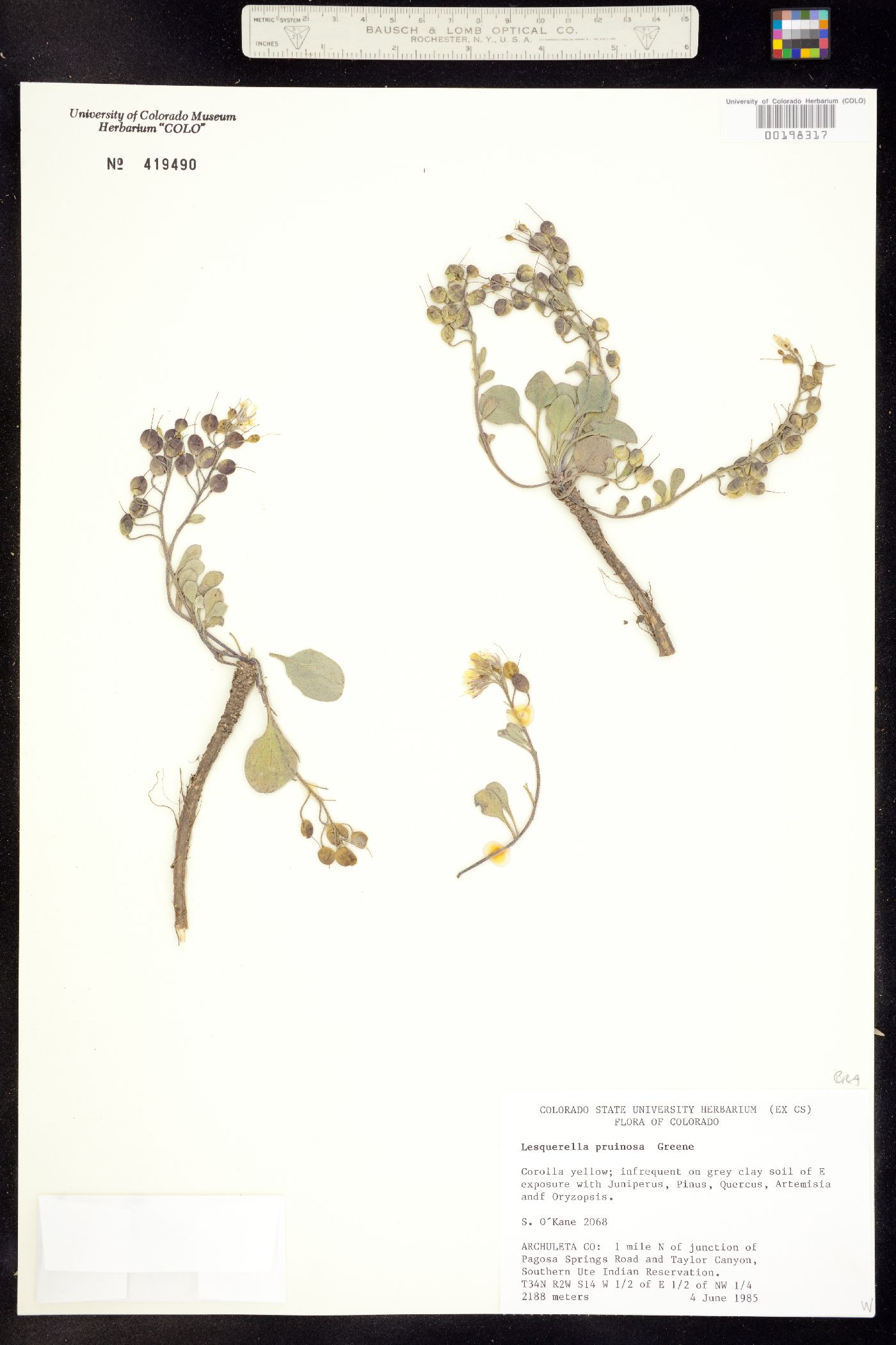 Physaria pruinosa image