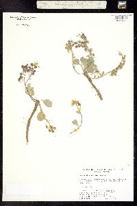 Physaria pruinosa image