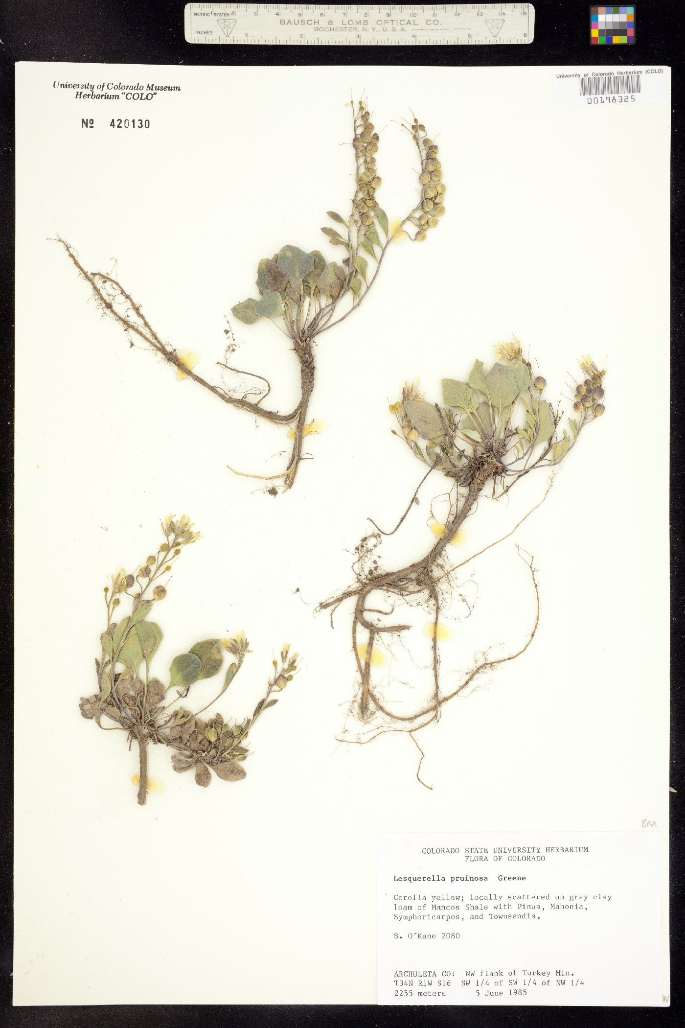 Physaria pruinosa image