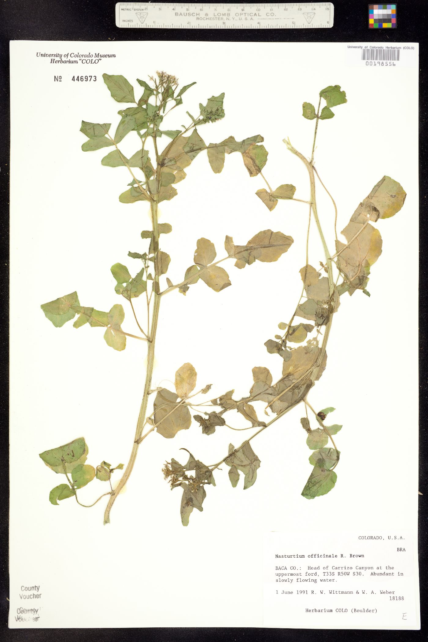 Nasturtium officinale image