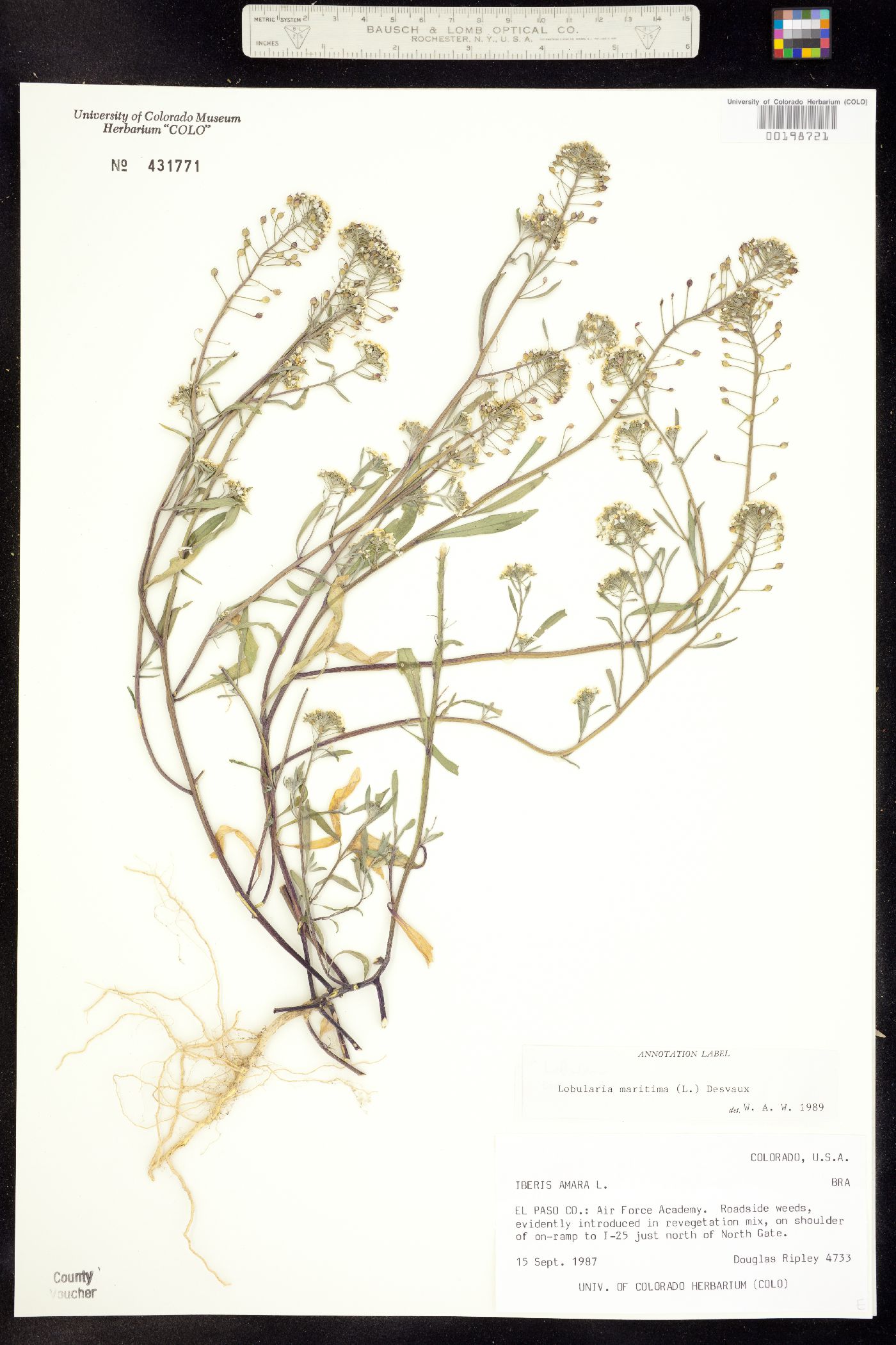 Lobularia image