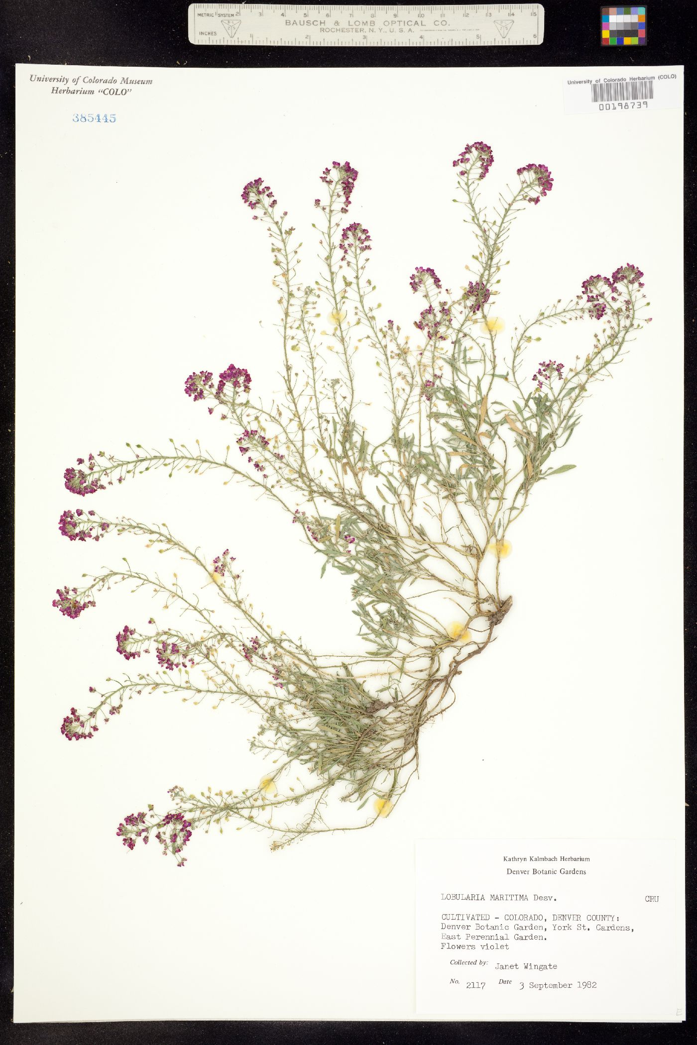 Lobularia maritima image