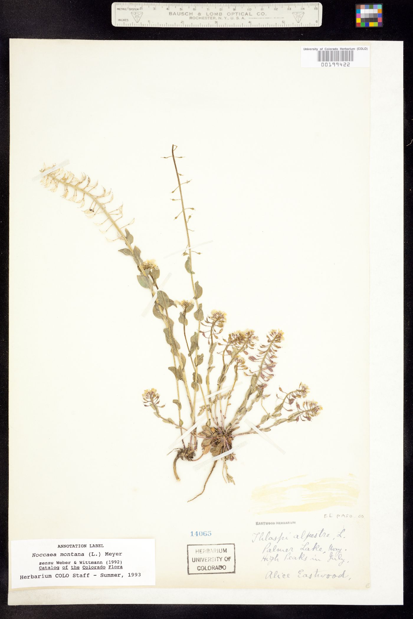 Noccaea fendleri ssp. fendleri image