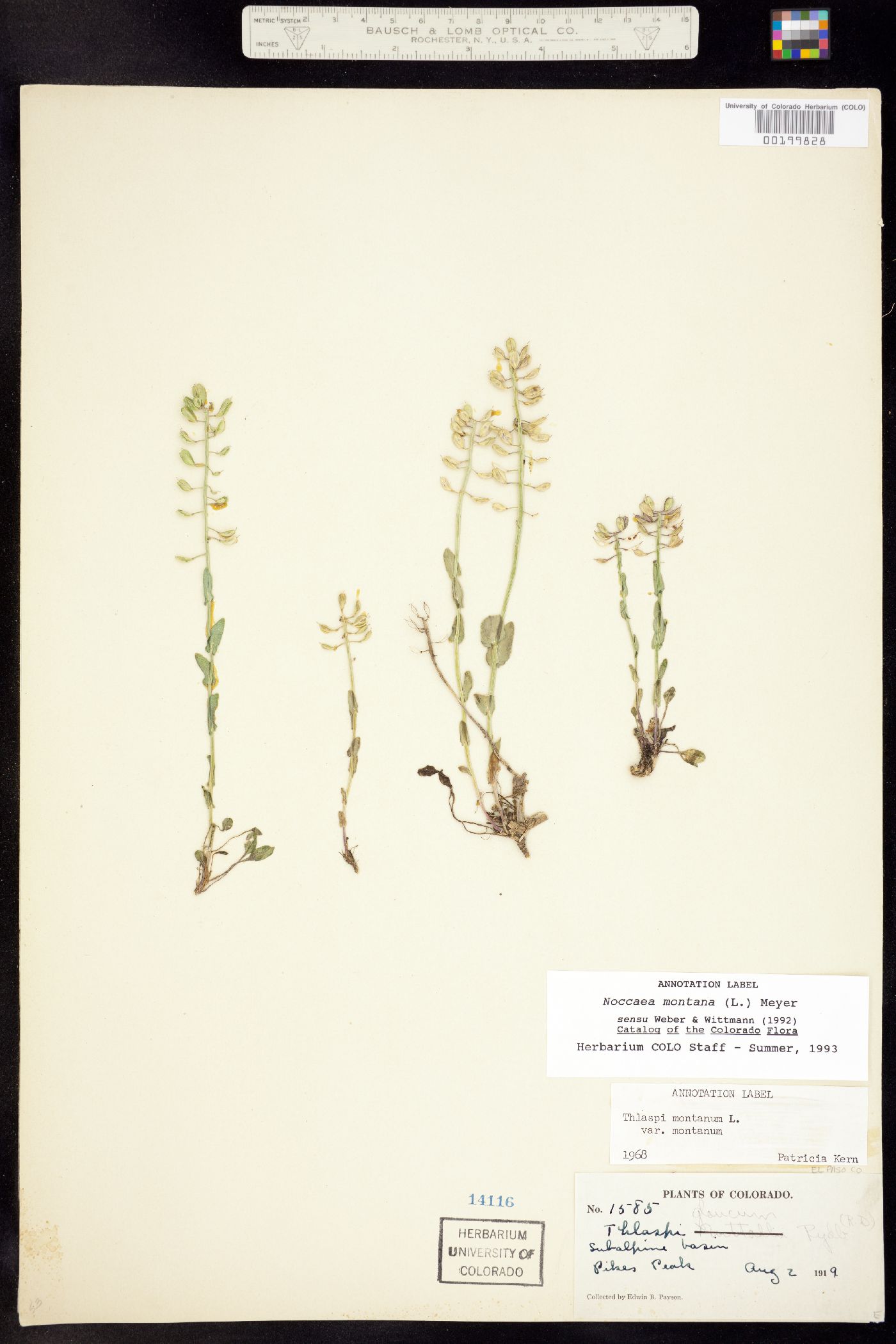 Noccaea image