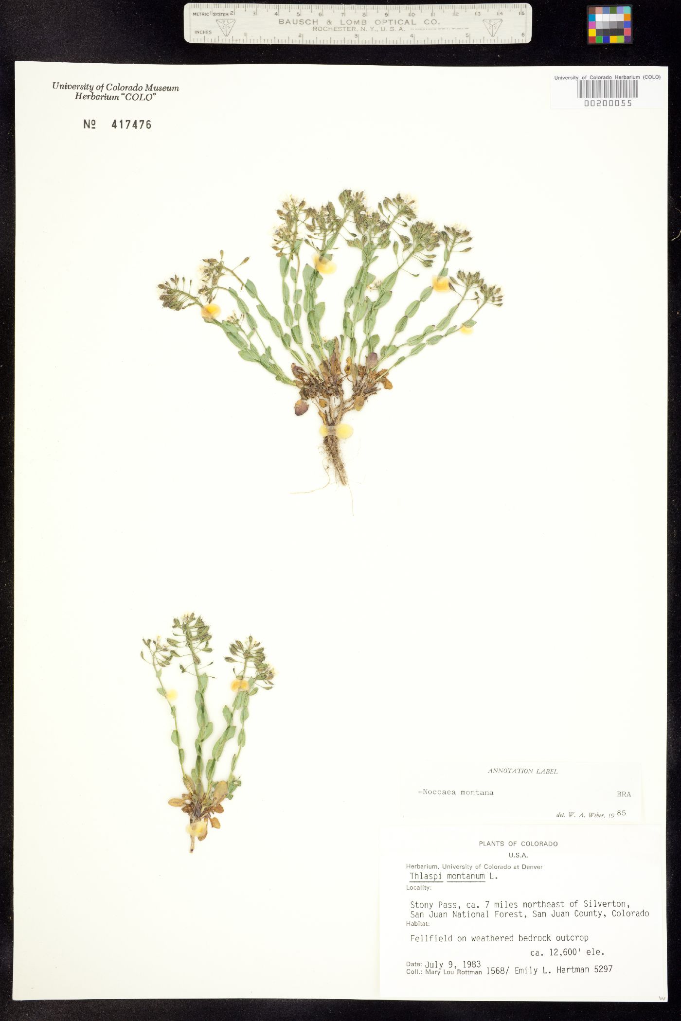 Noccaea fendleri ssp. fendleri image