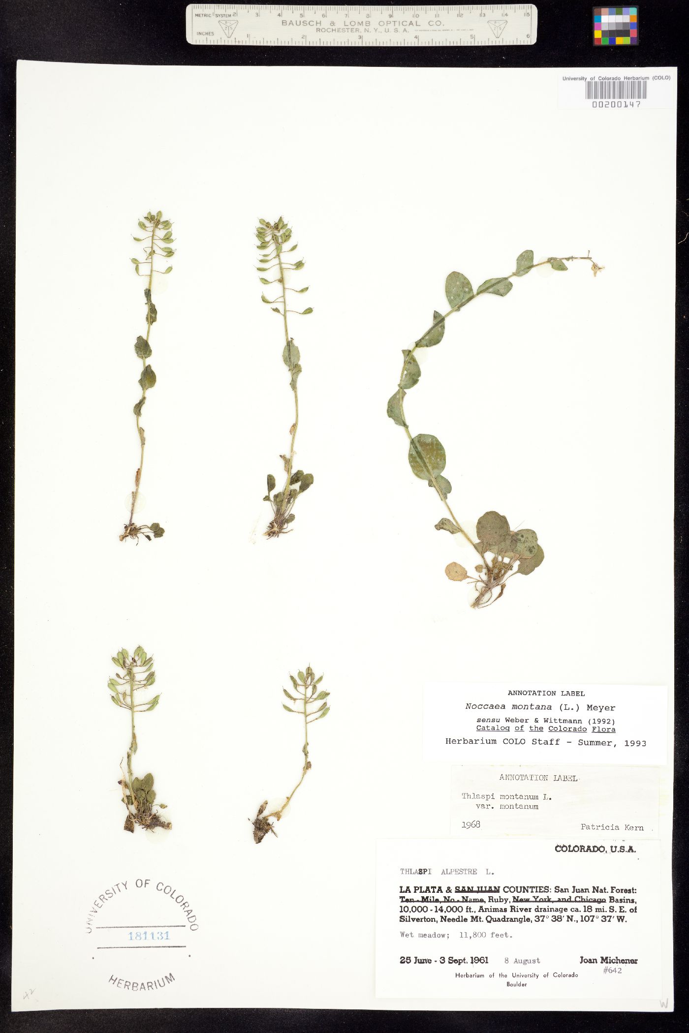 Noccaea image
