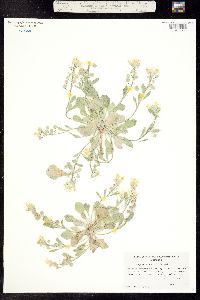Image of Physaria acutifolia