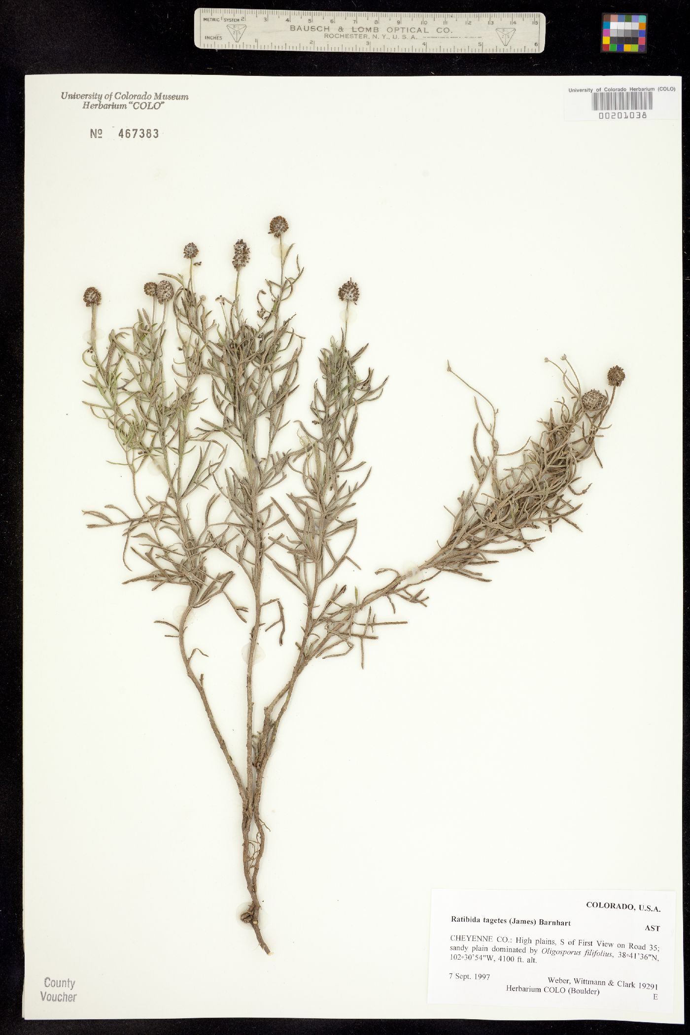 Ratibida tagetes image