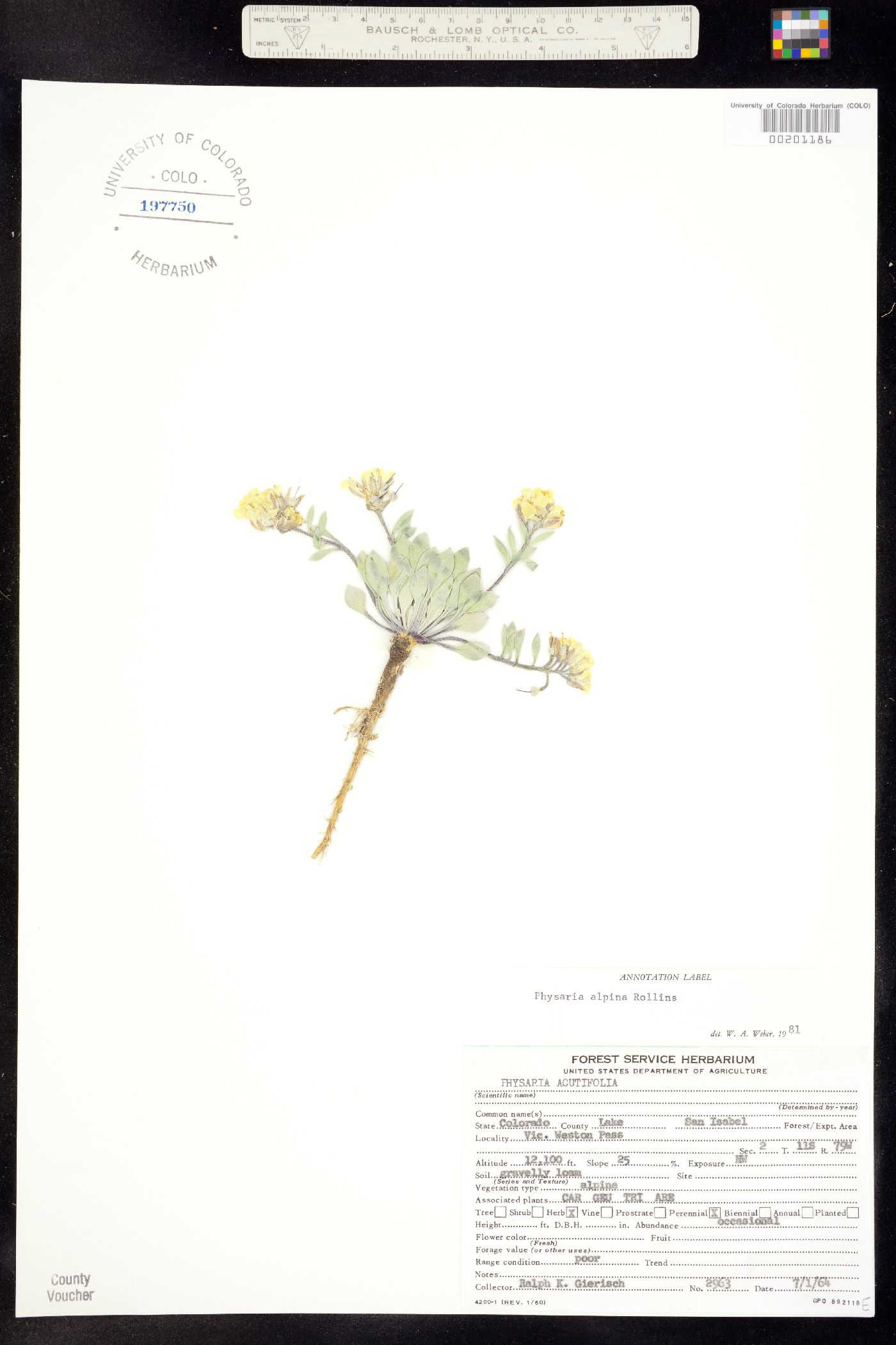 Physaria alpina image