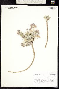 Image of Physaria alpina