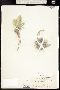 Physaria bellii image