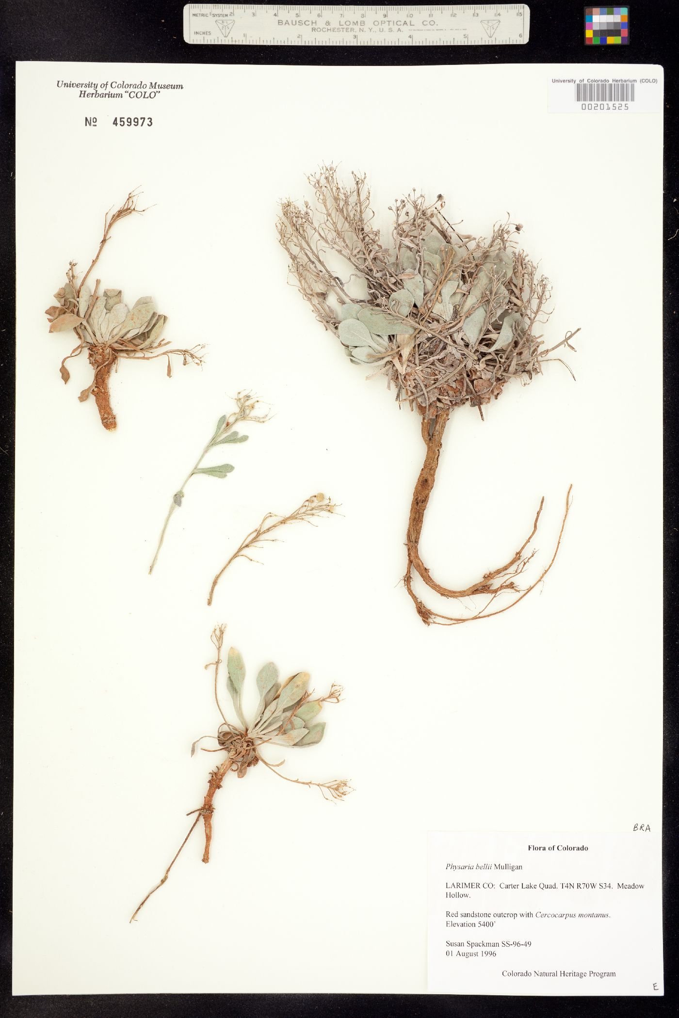 Physaria bellii image