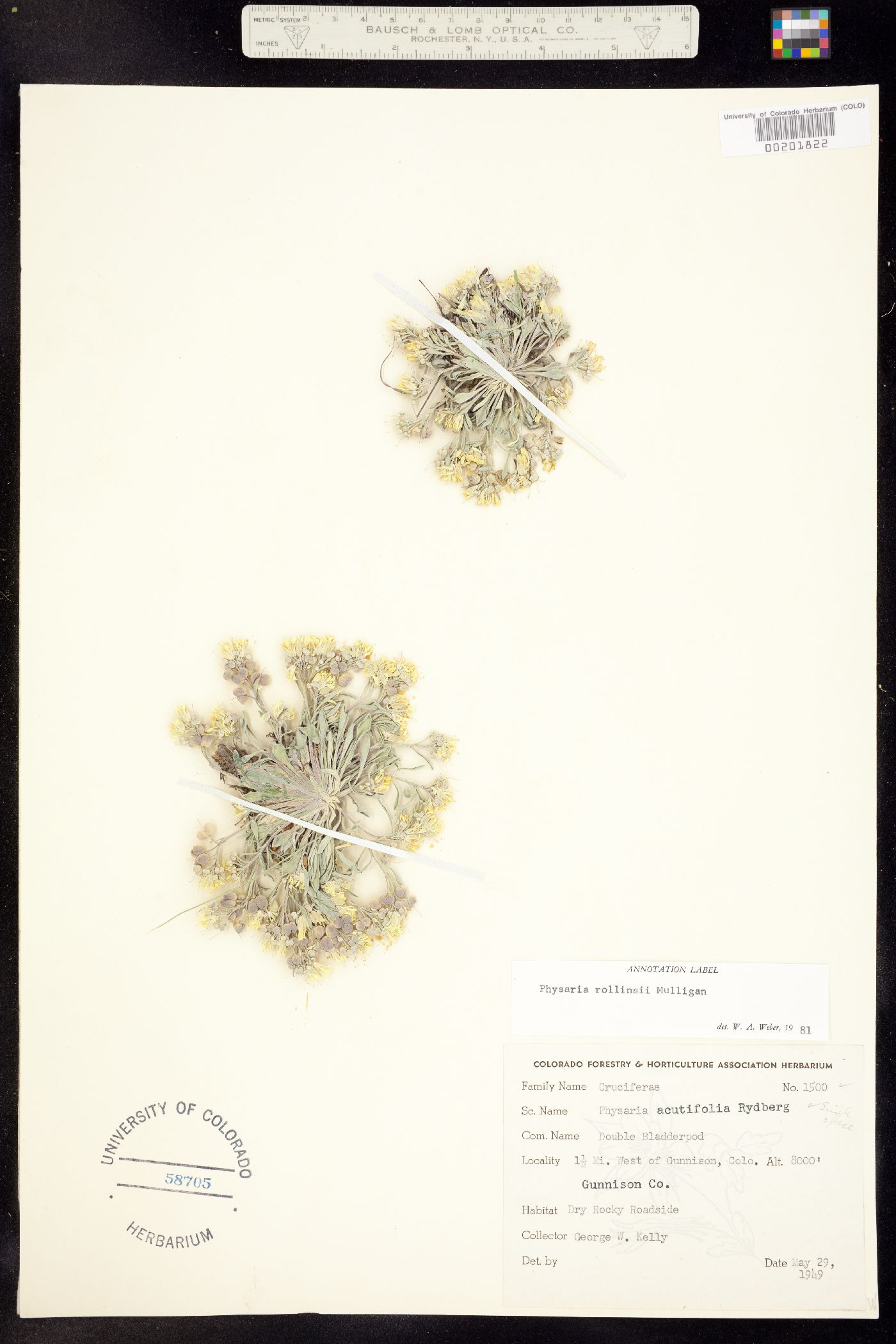 Physaria rollinsii image