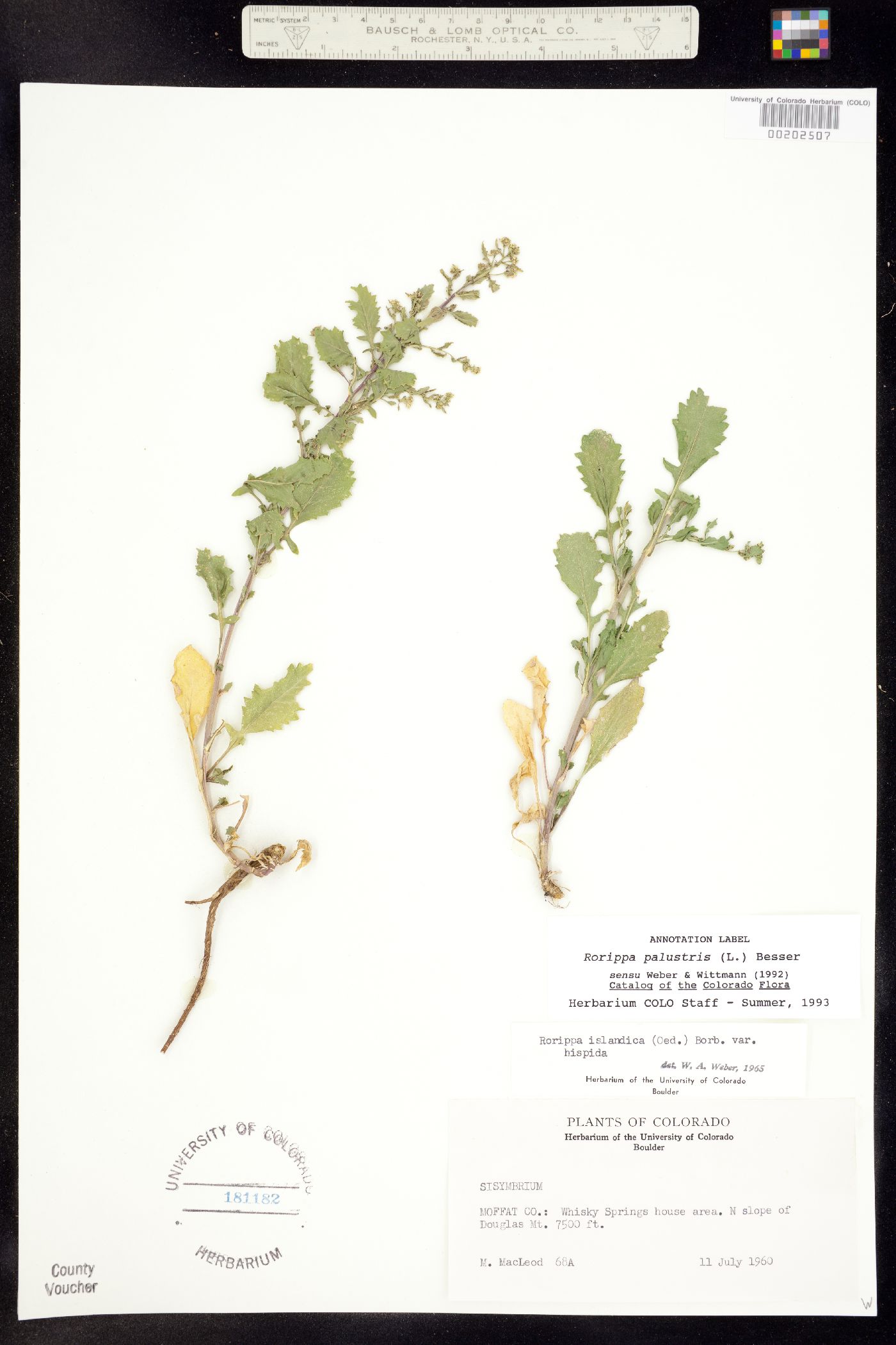 Rorippa palustris image