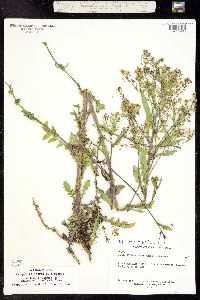 Rorippa palustris ssp. hispida image