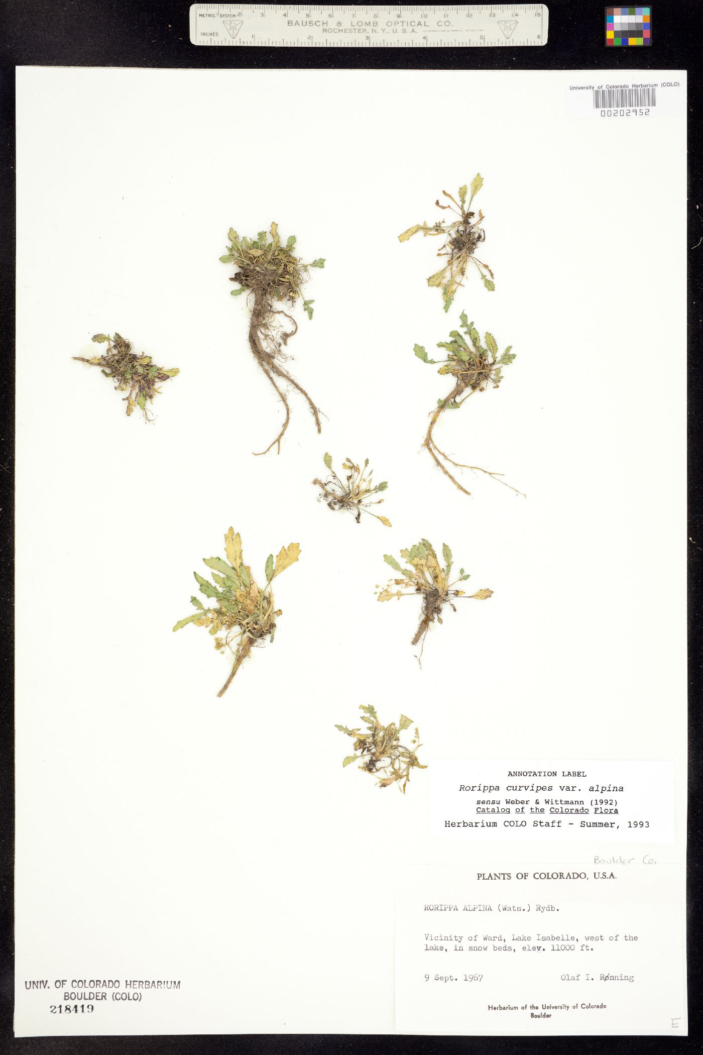 Rorippa alpina image