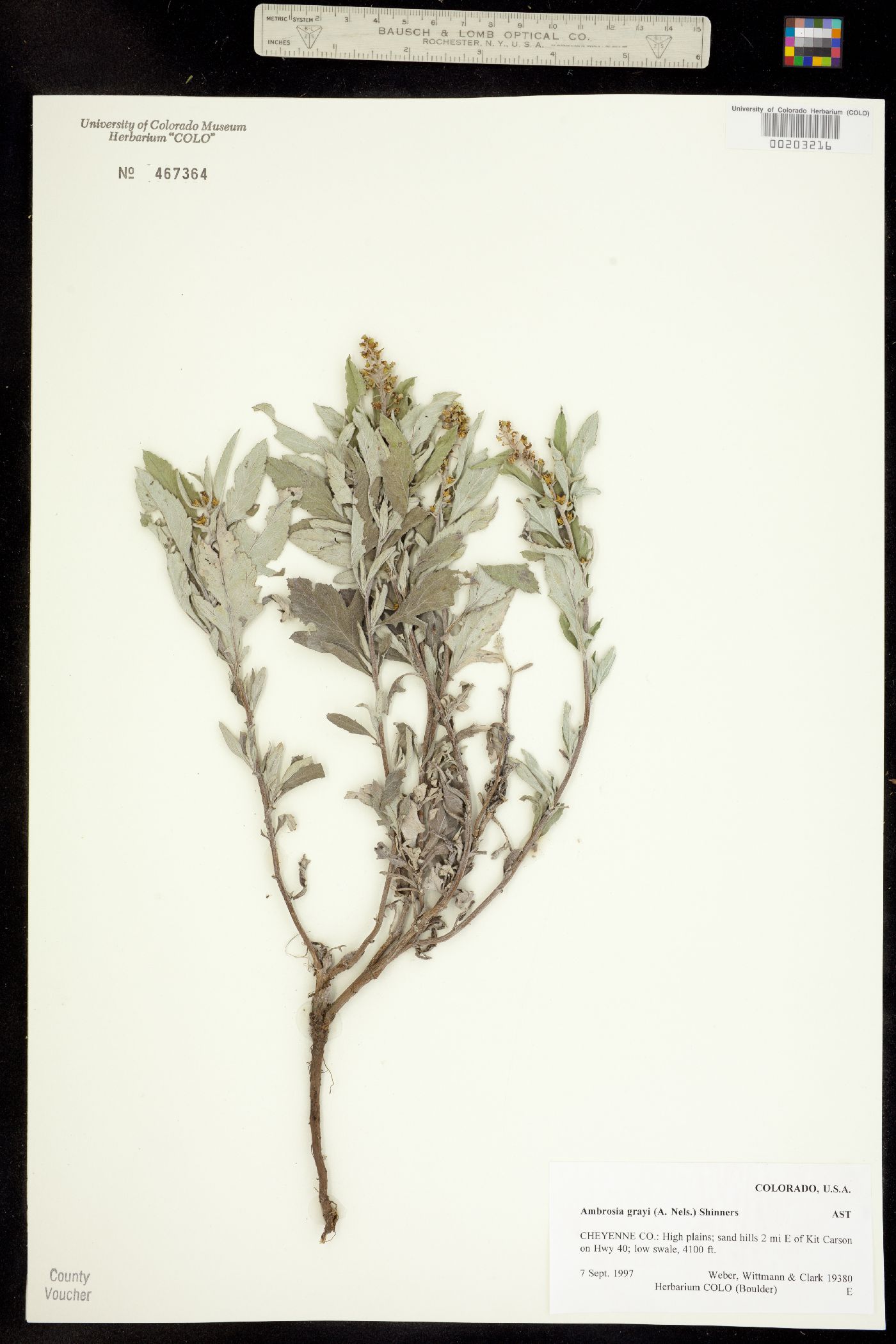Ambrosia grayi image