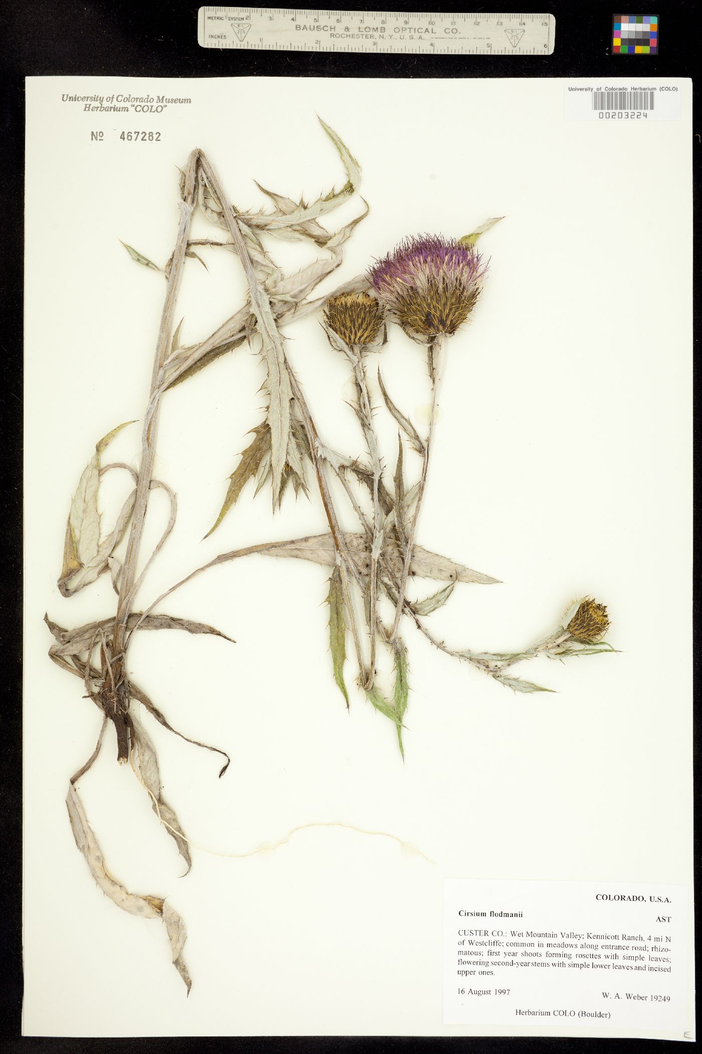 Cirsium flodmanii image