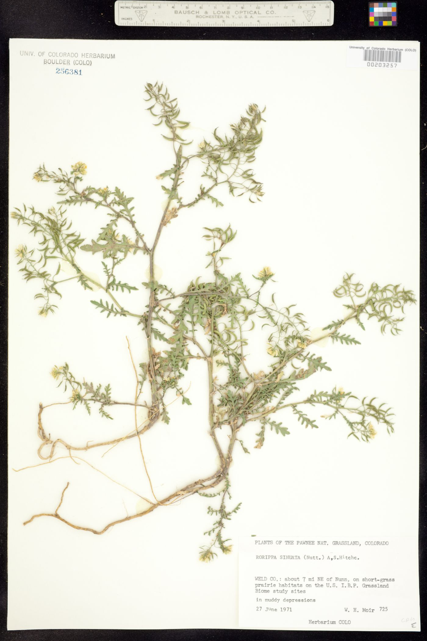 Rorippa image