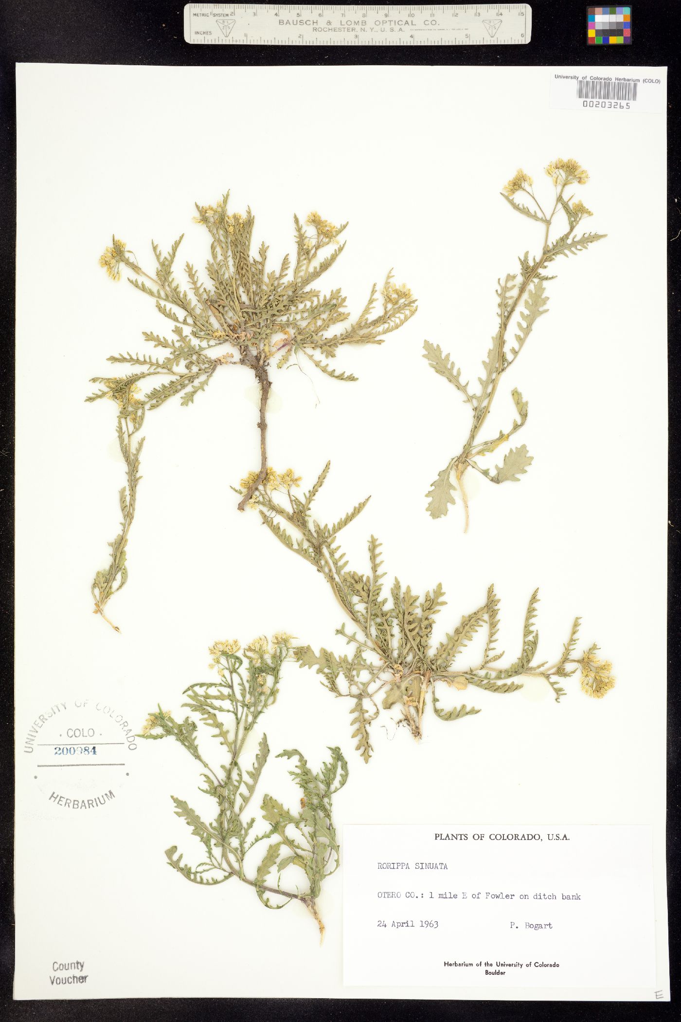Rorippa sinuata image