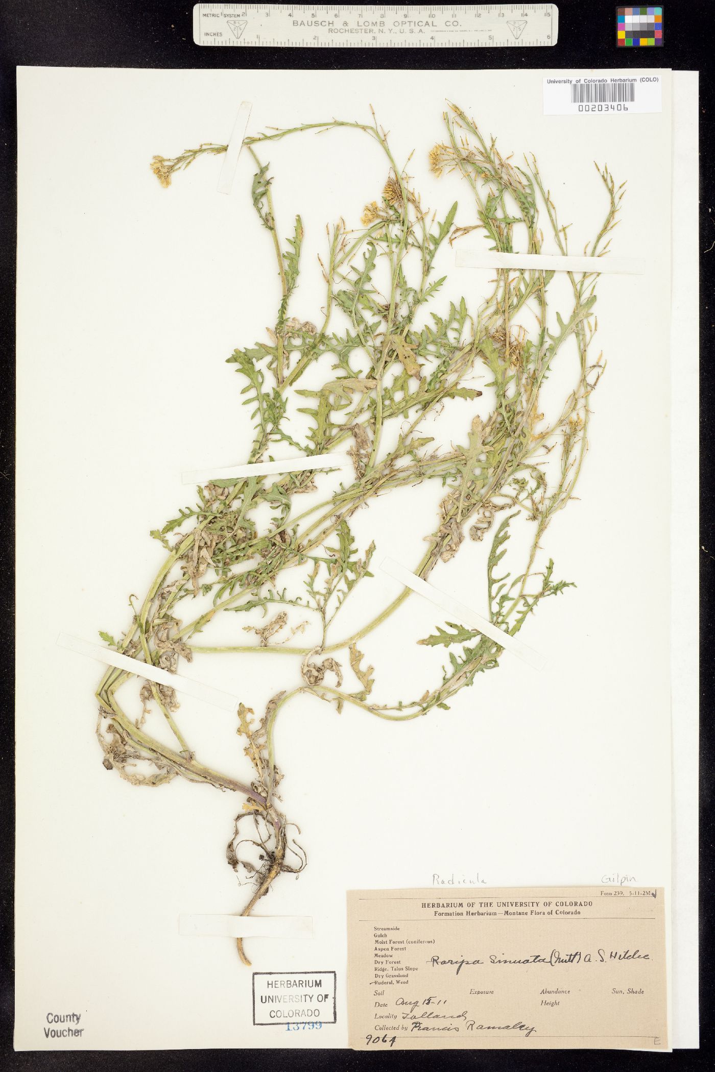 Rorippa sinuata image