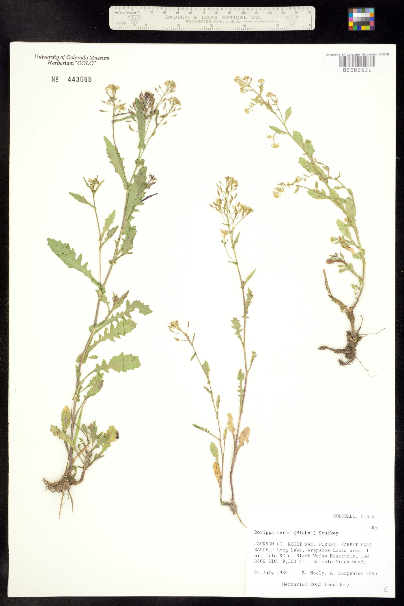 Rorippa teres image