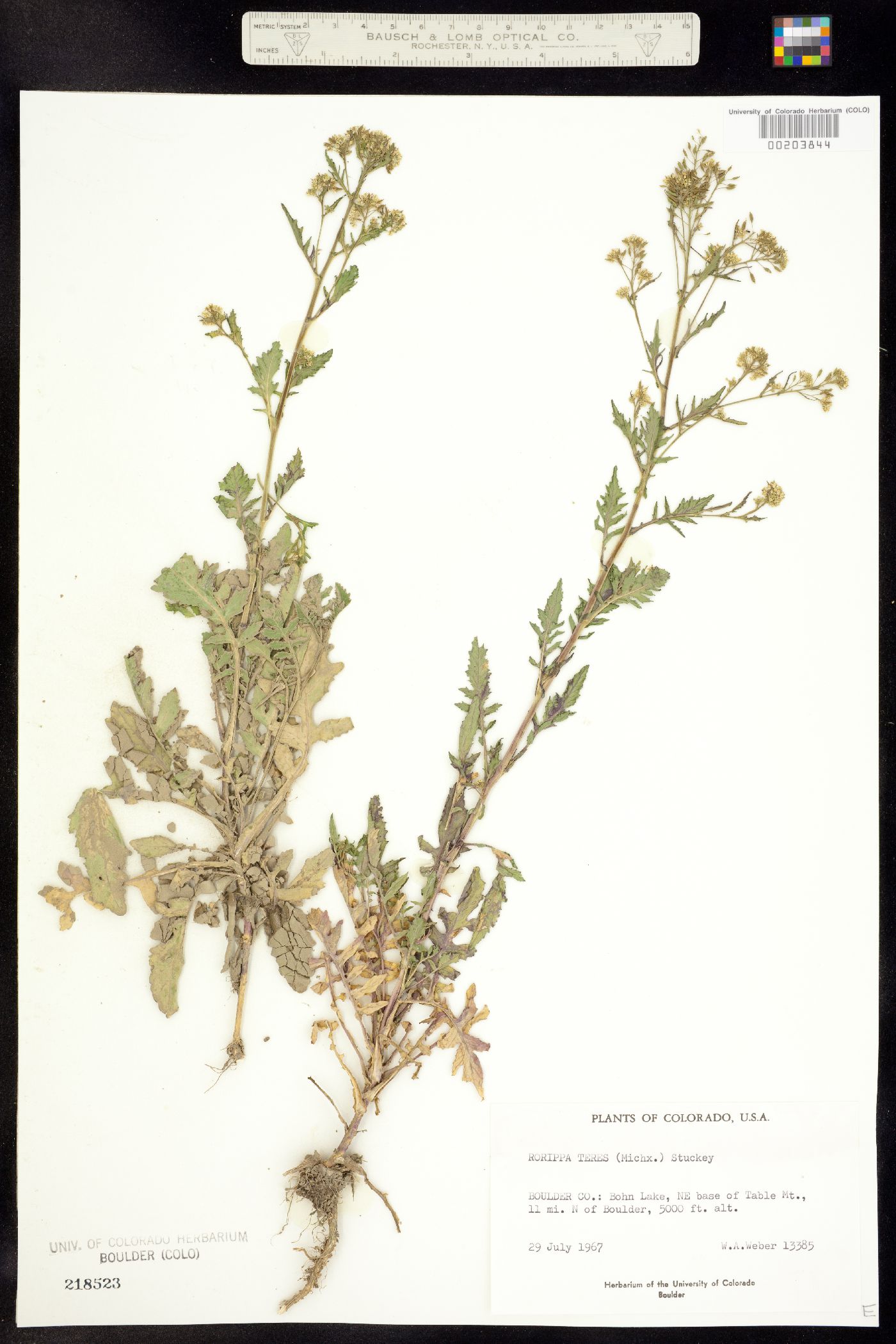 Rorippa image