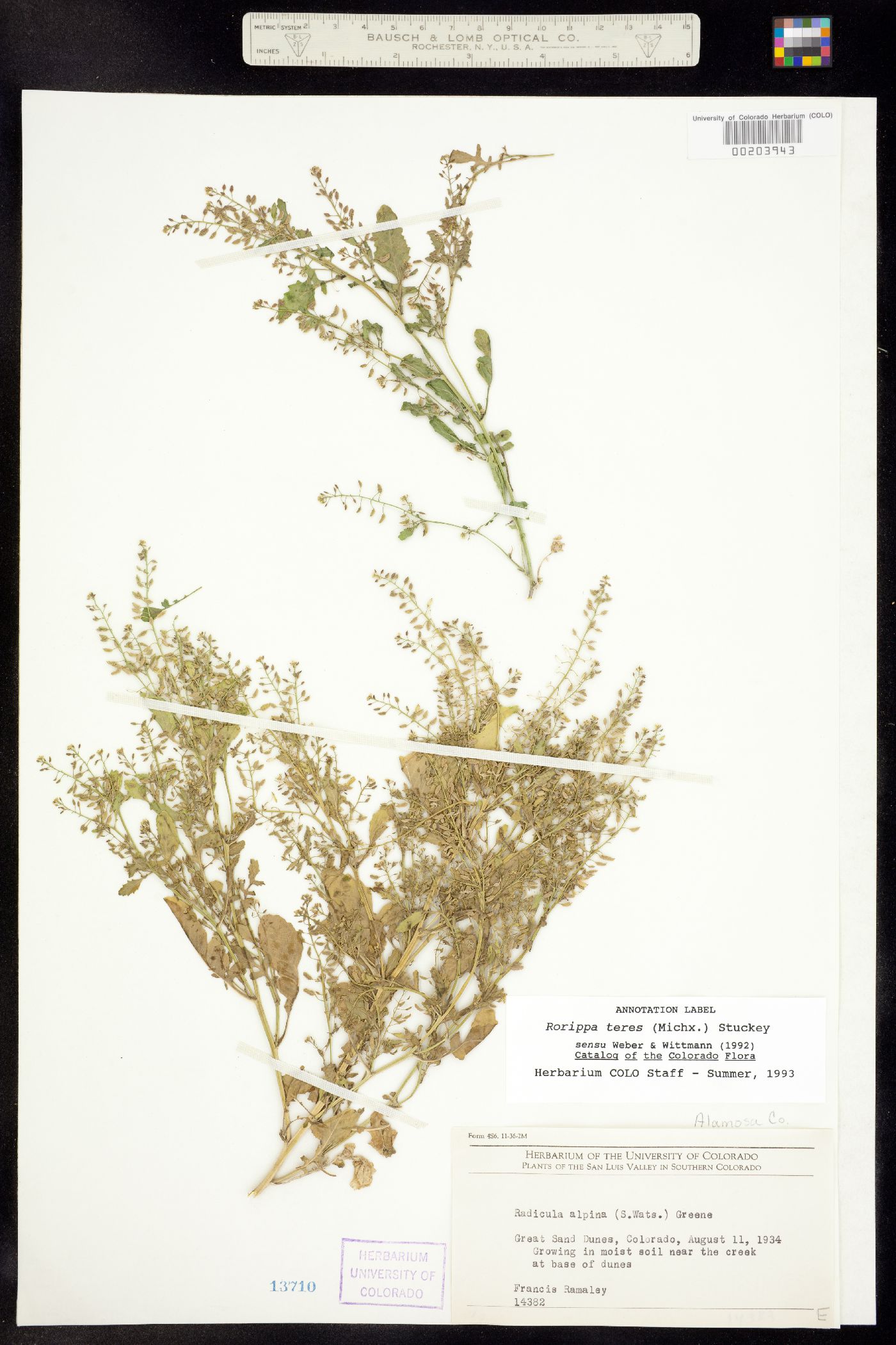 Rorippa teres image
