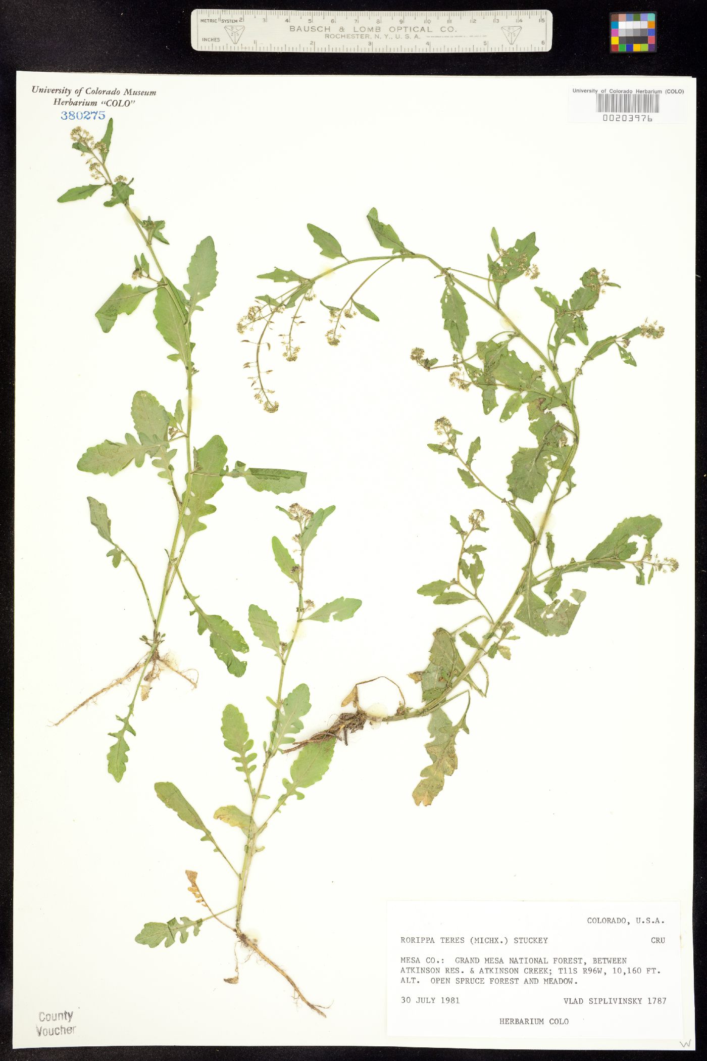 Rorippa teres image