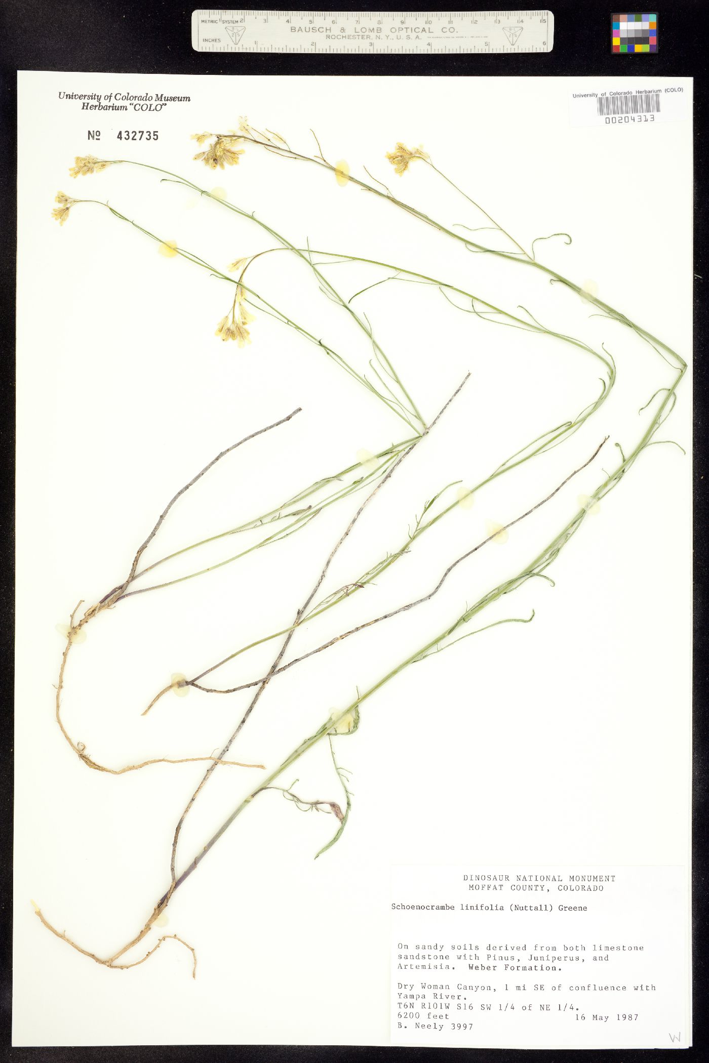 Sisymbrium linifolium image