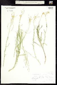 Image of Sisymbrium linifolium