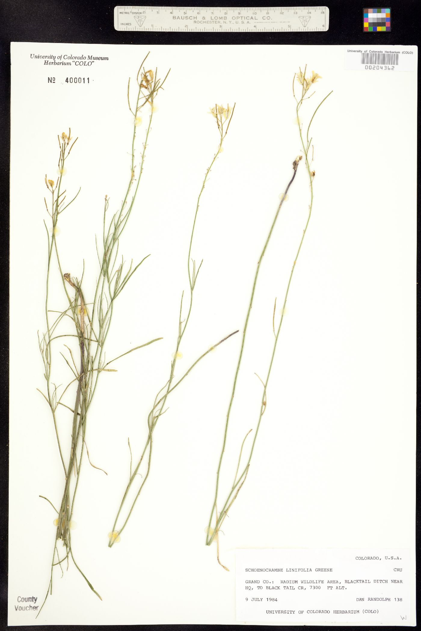 Sisymbrium linifolium image