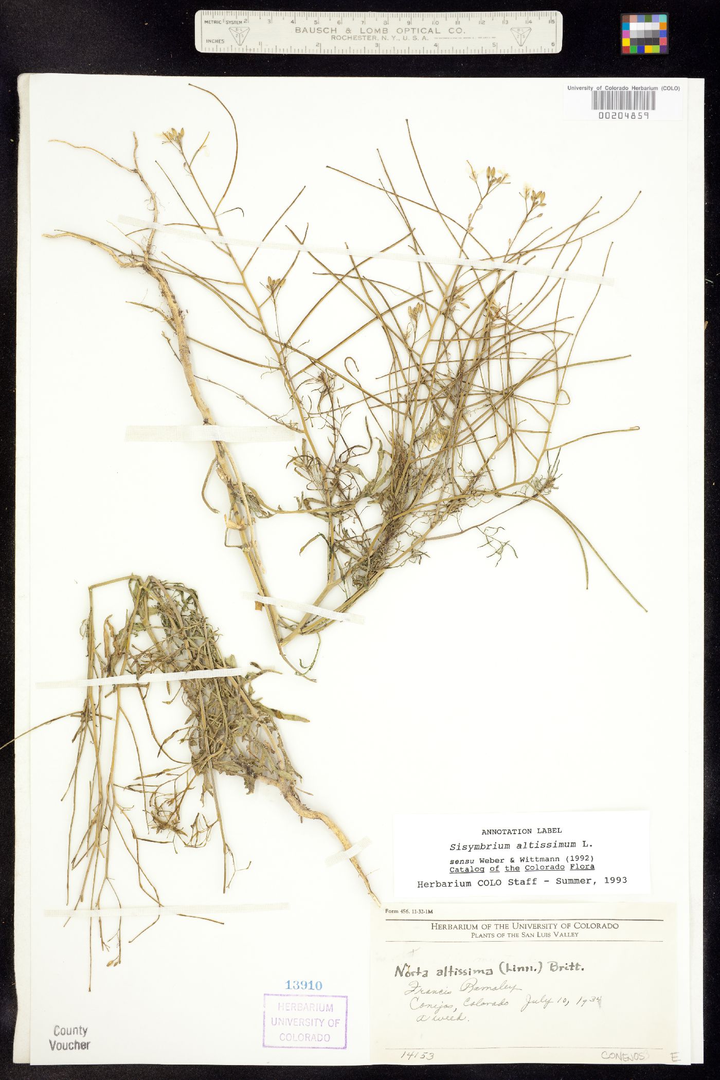Sisymbrium altissimum image