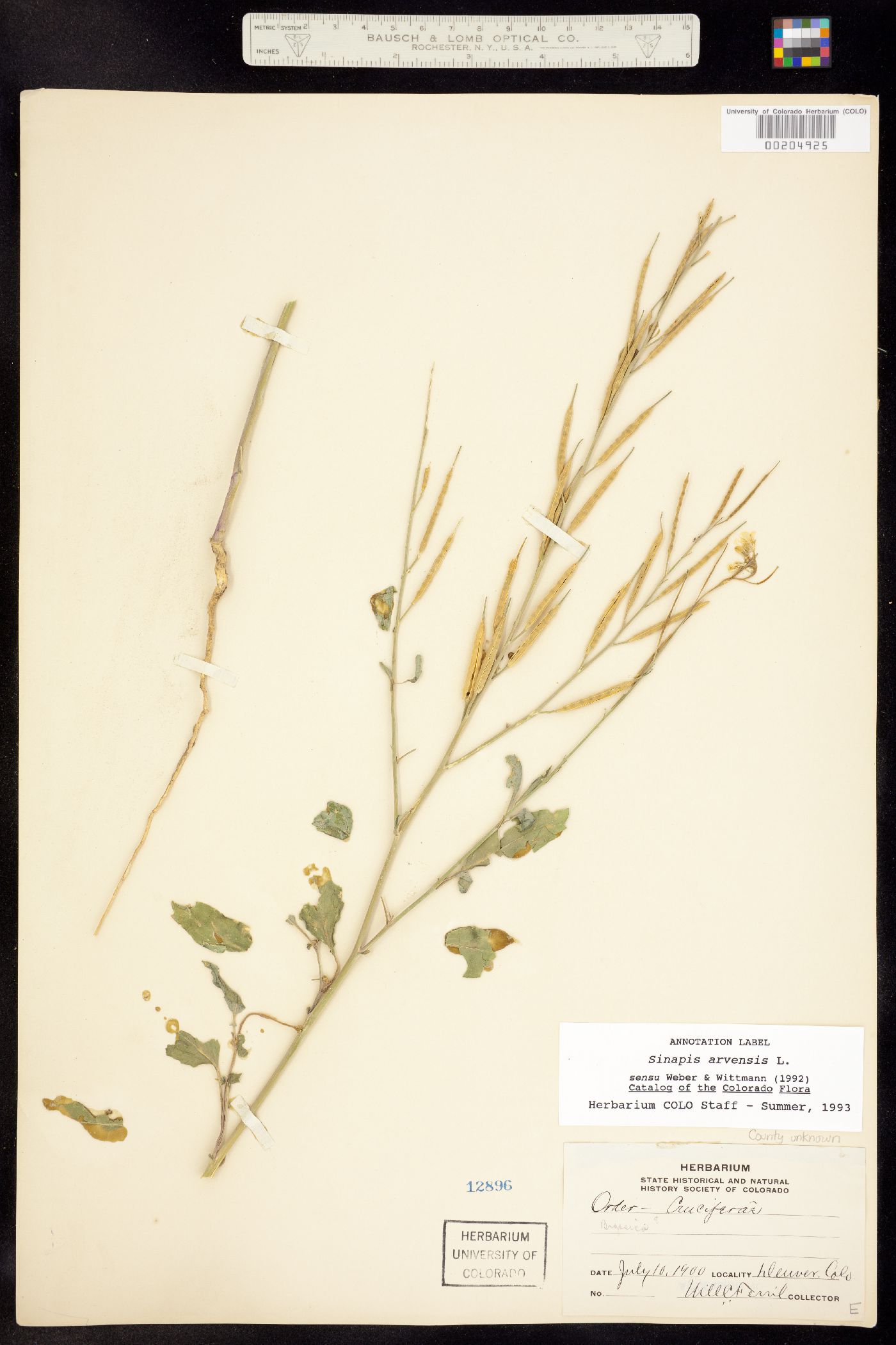 Sinapis arvensis image